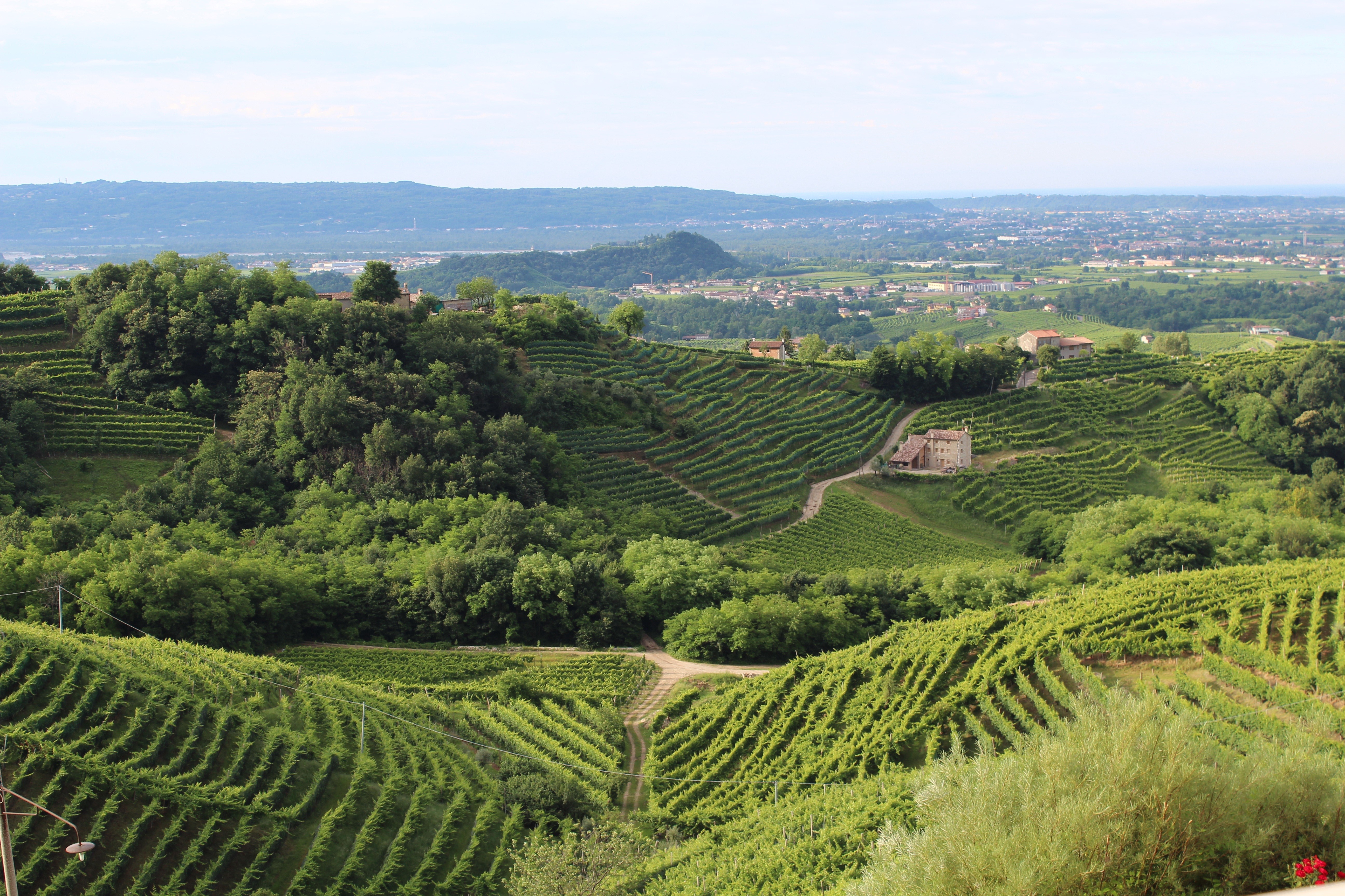 Vineyards and houses on rolling hills in Veneto, Italy HD Wallpaper