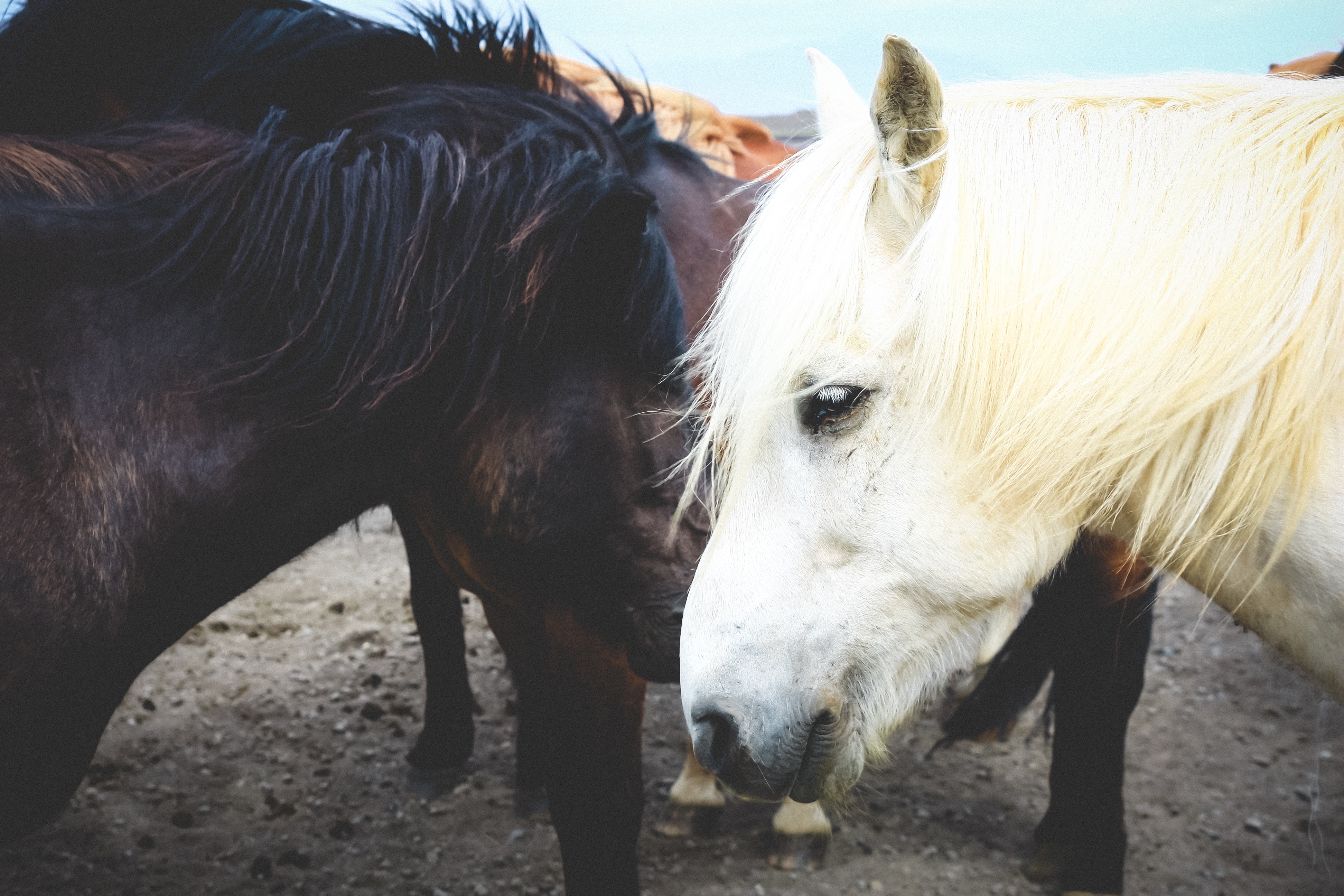 Close-up of a white horse and a dark horse HD Wallpaper