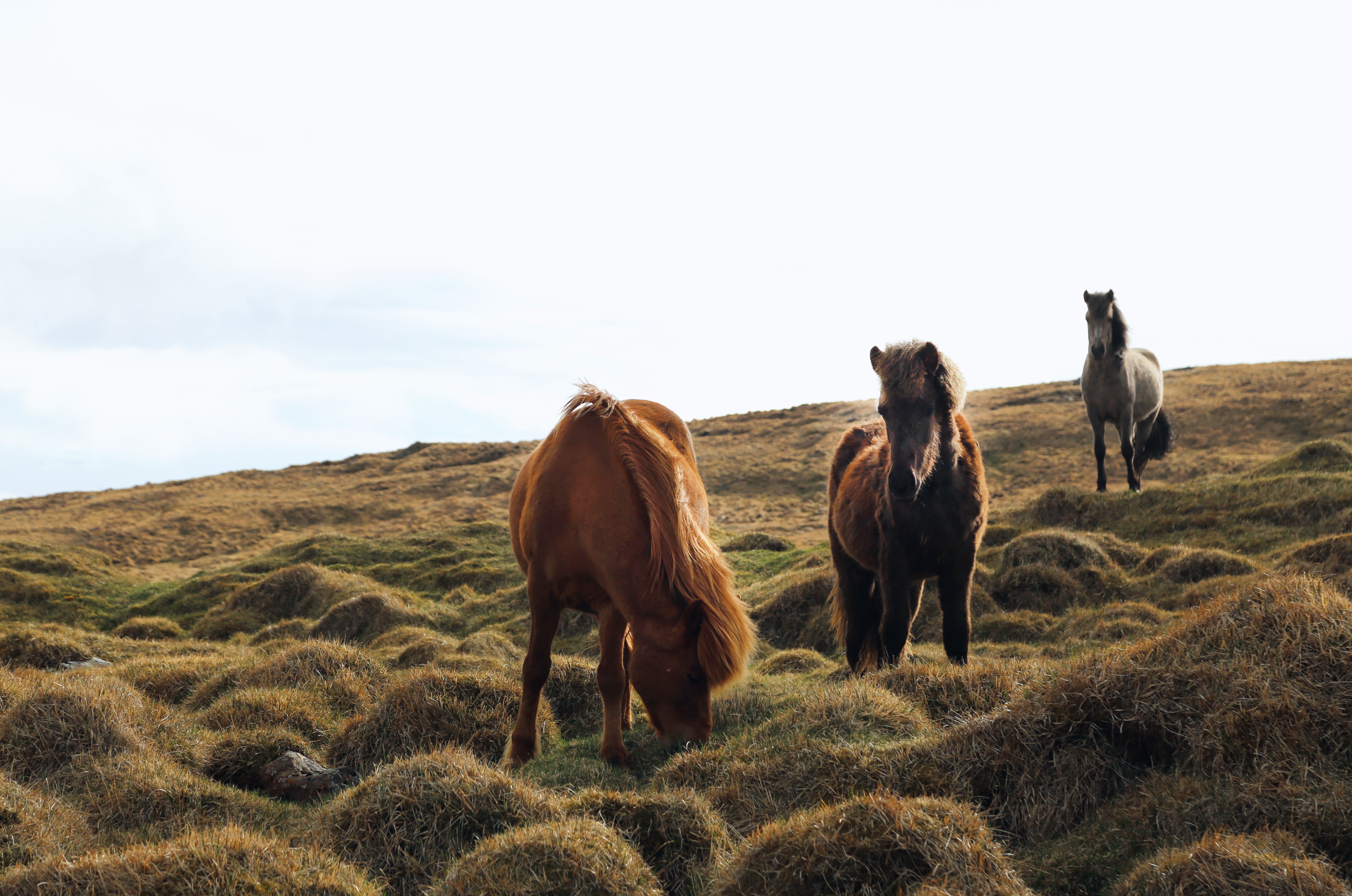 Three horses grazing on a grassy hill in Iceland HD Wallpaper