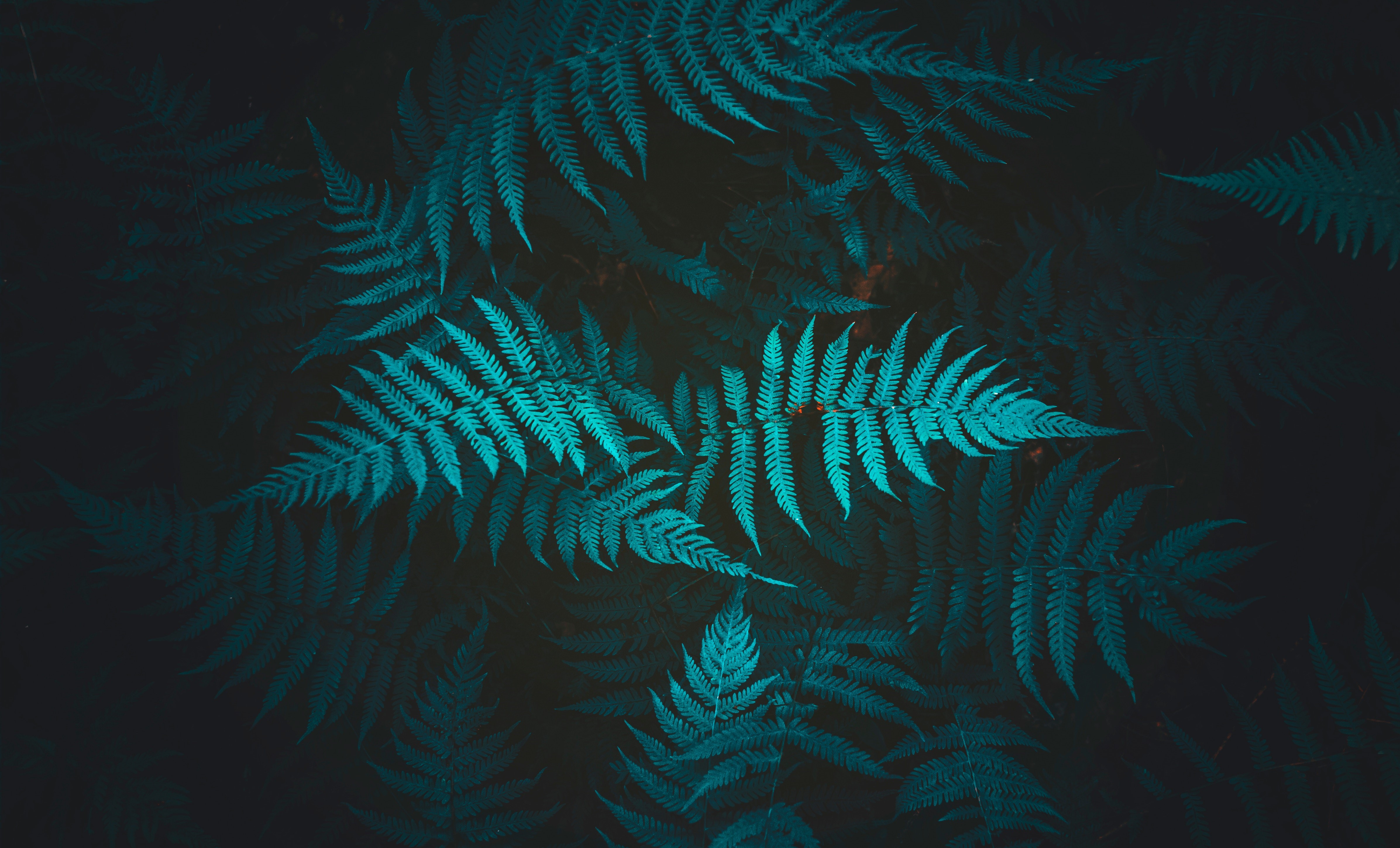 Close-up of teal ferns against a dark background HD Wallpaper