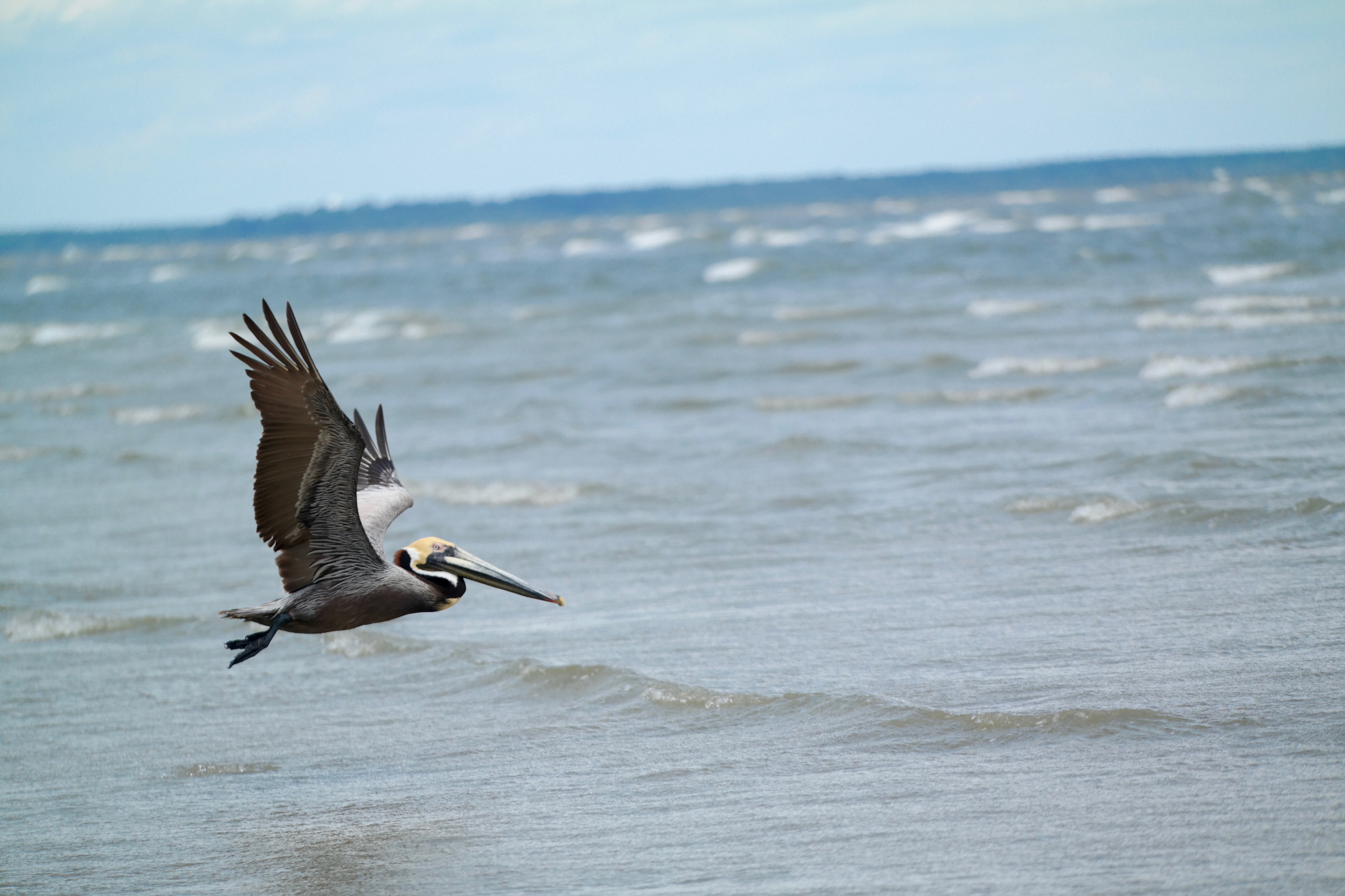 Pelican flying over the ocean near Hilton Head Island HD Wallpaper