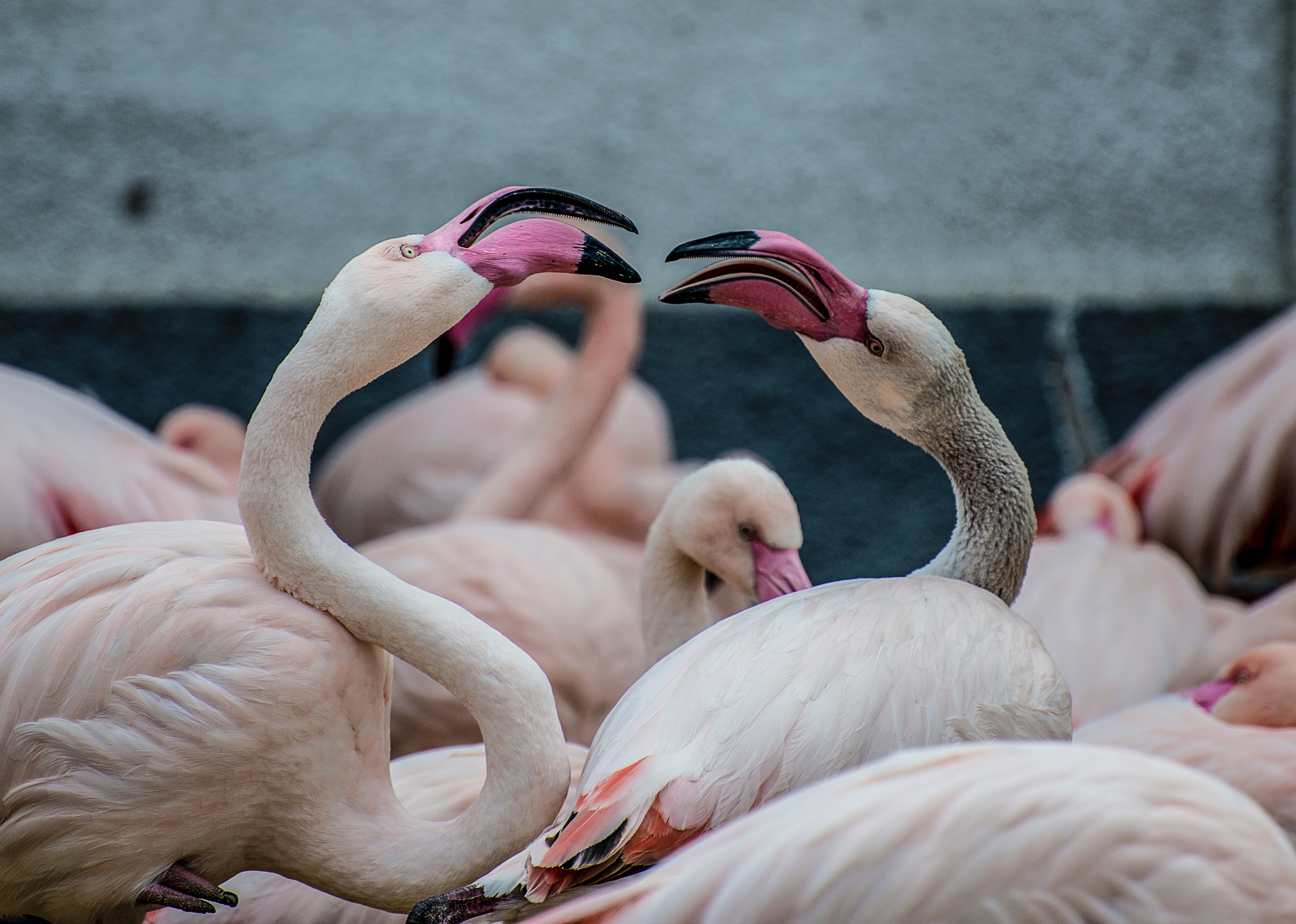 Two flamingos with beaks open in a flock HD Wallpaper