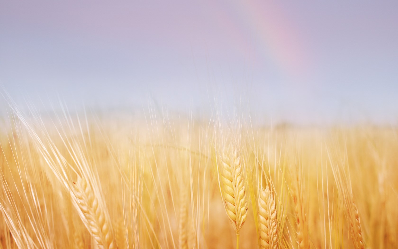 Field of golden wheat with a rainbow in the sky HD Wallpaper