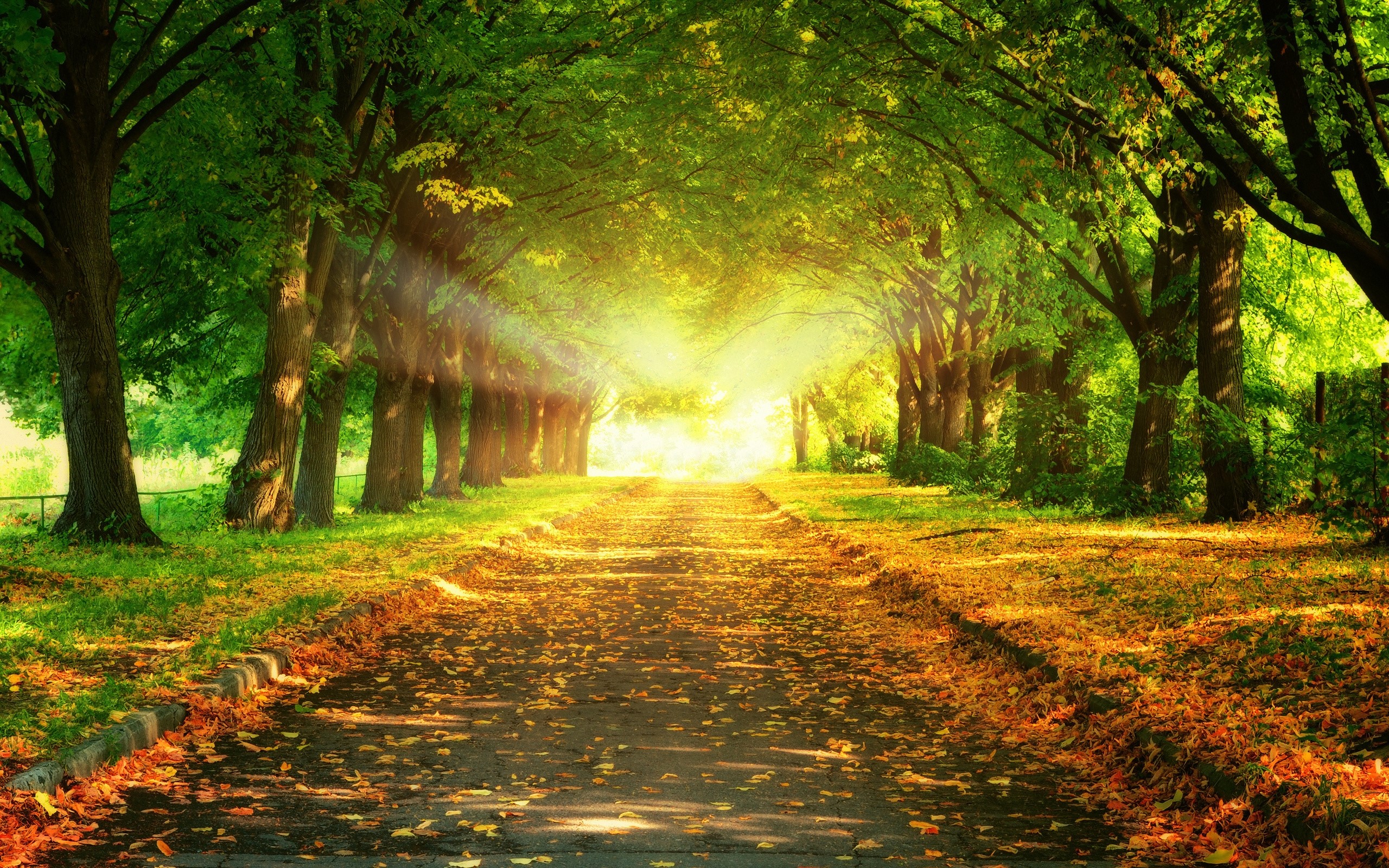 Sunlit path through a tree-lined park in autumn HD Wallpaper