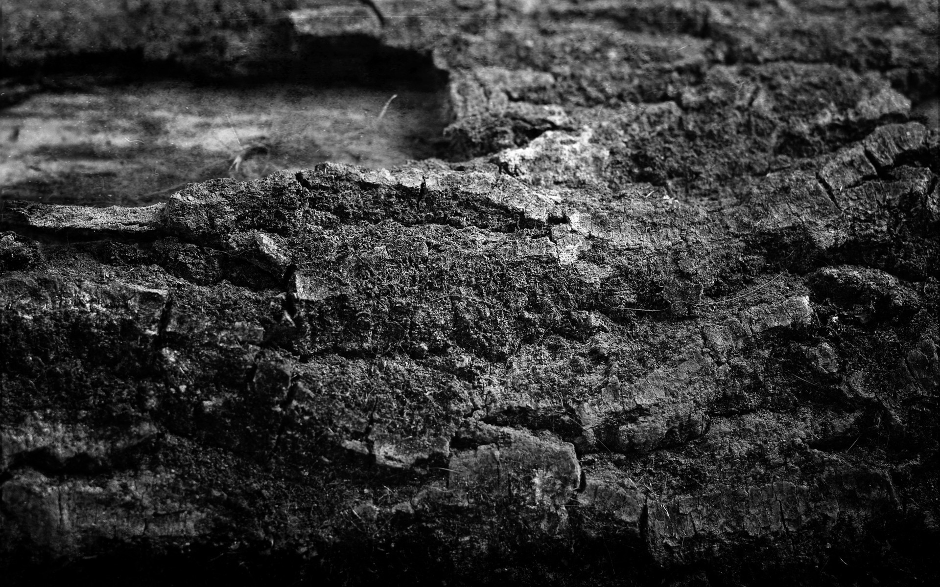 Close-up of rough tree bark texture HD Wallpaper