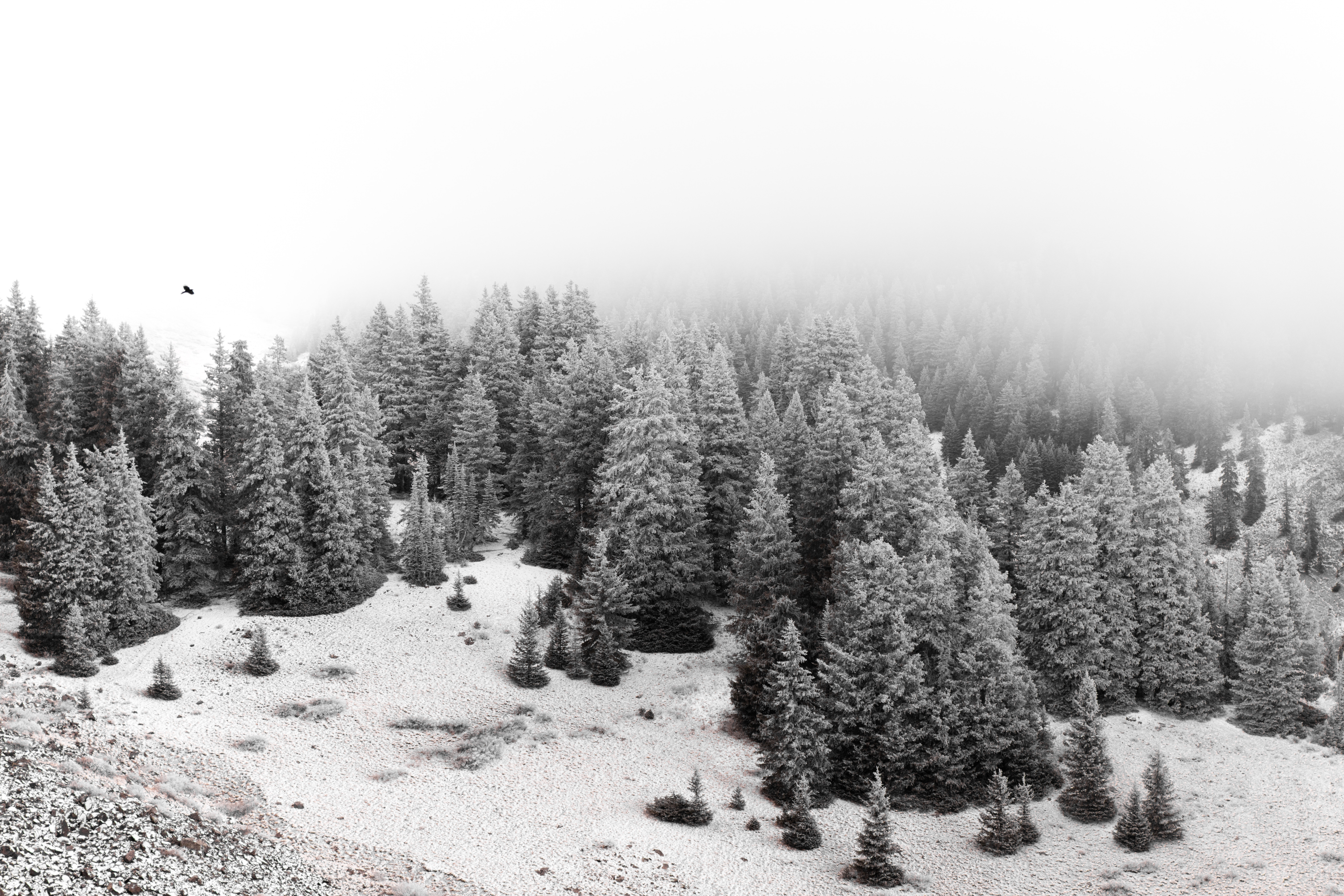 Winter forest in Utah with fog and a bird HD Wallpaper