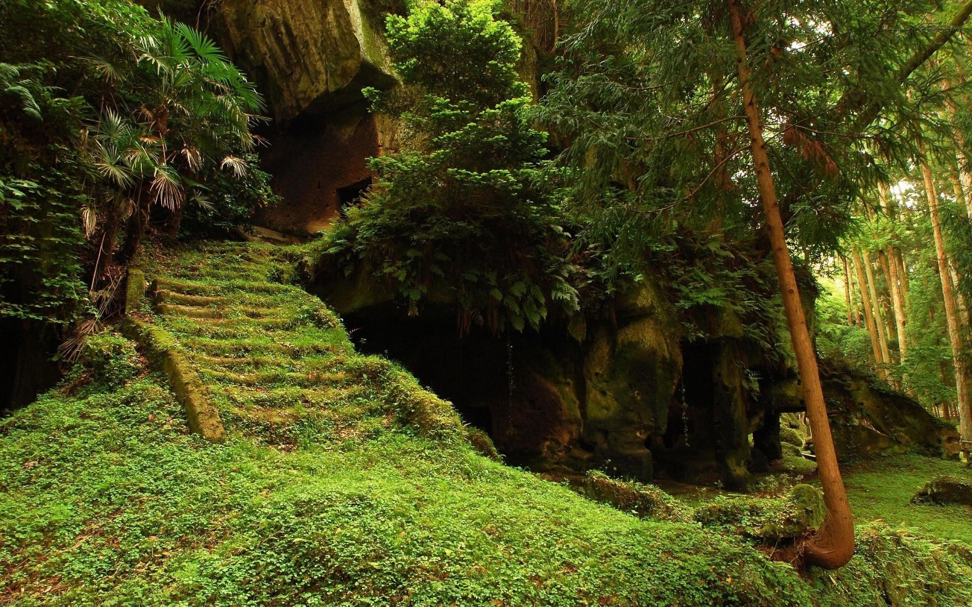 Moss-covered stone stairs leading to a cave entrance in a forest HD Wallpaper