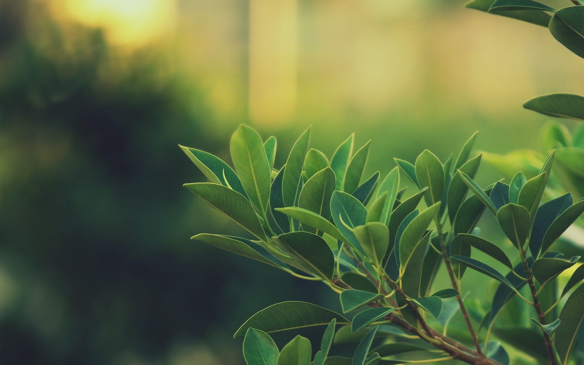 Green leaves on a branch with blurred background HD Wallpaper