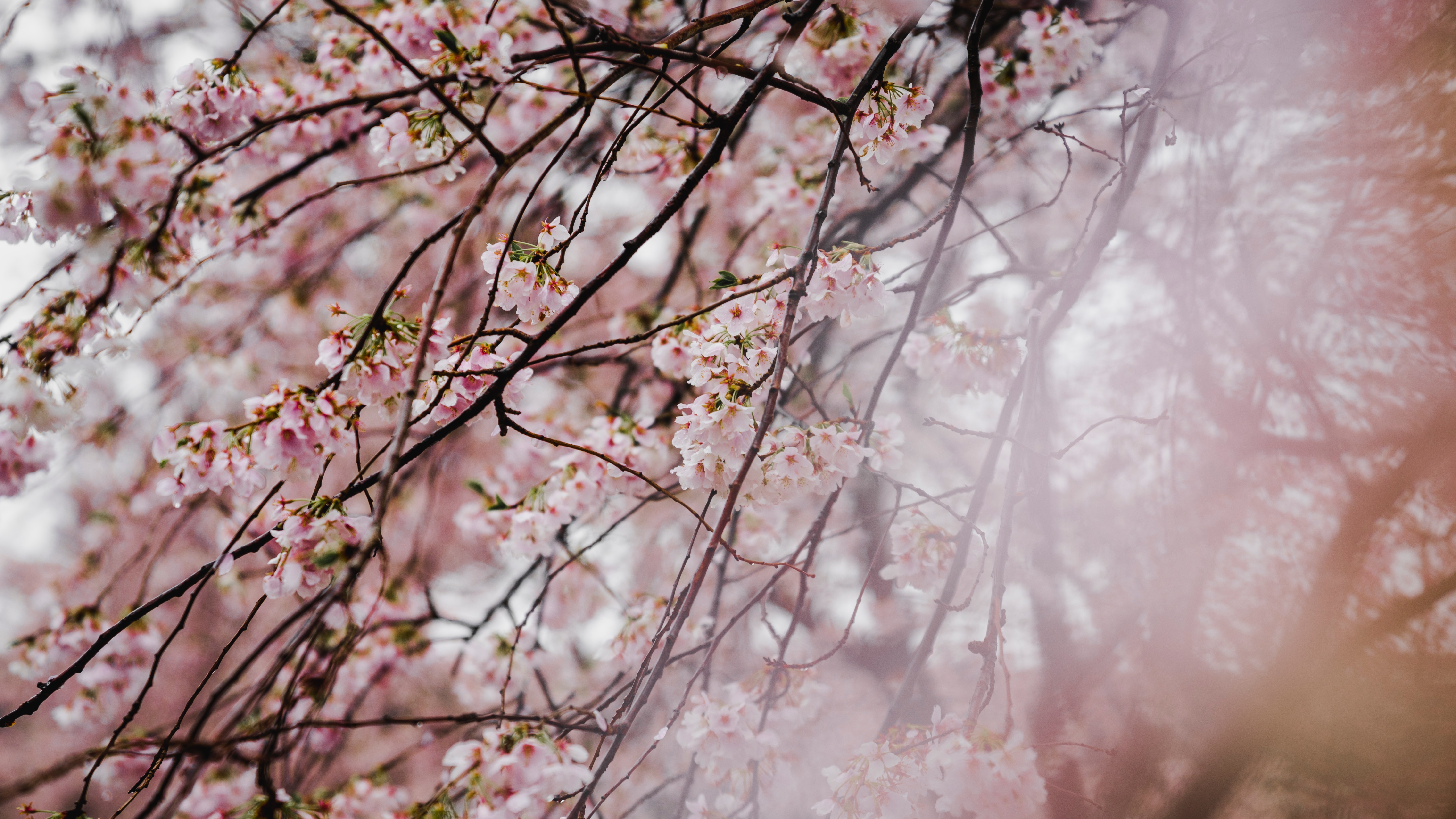 Cherry blossoms on branches with soft pink bokeh HD Wallpaper