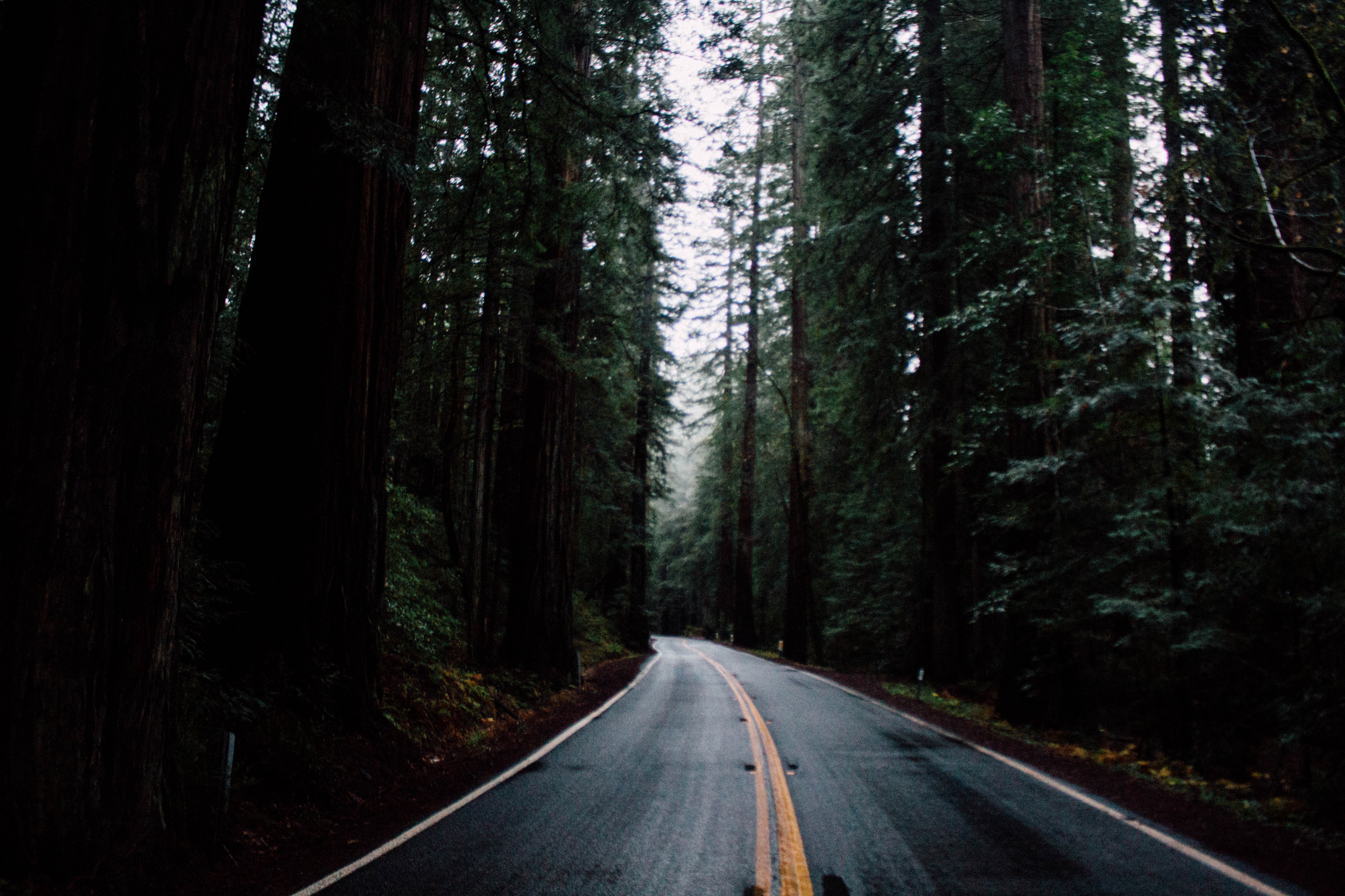 Road through a dark, foggy redwood forest HD Wallpaper