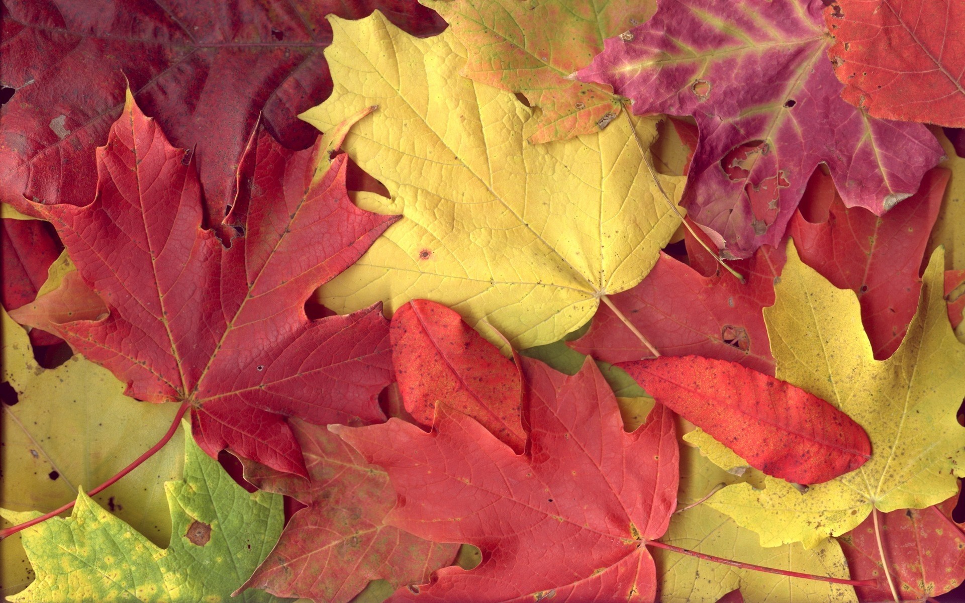 Pile of colorful autumn maple leaves HD Wallpaper