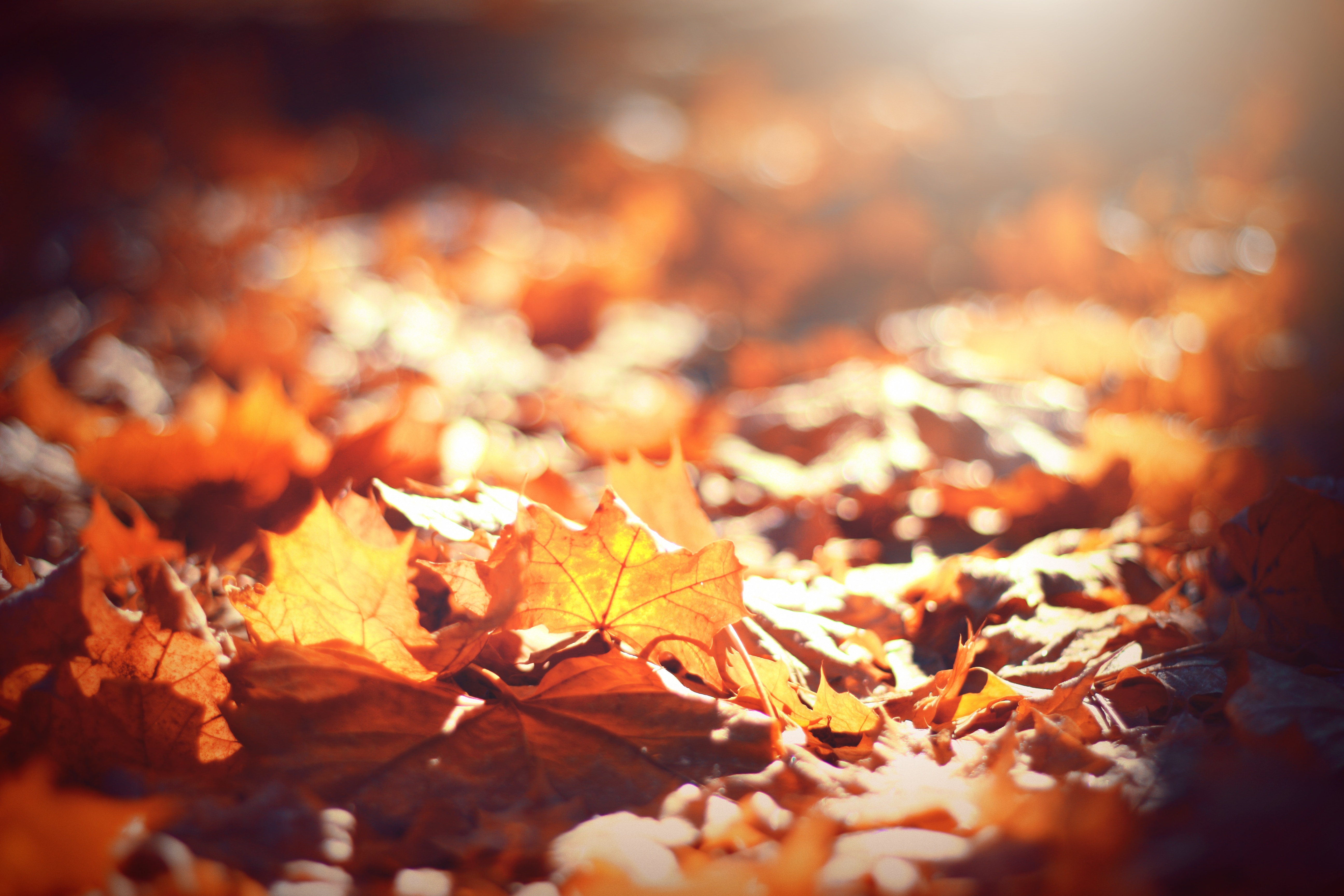 Autumn maple leaves on the ground in sunlight HD Wallpaper