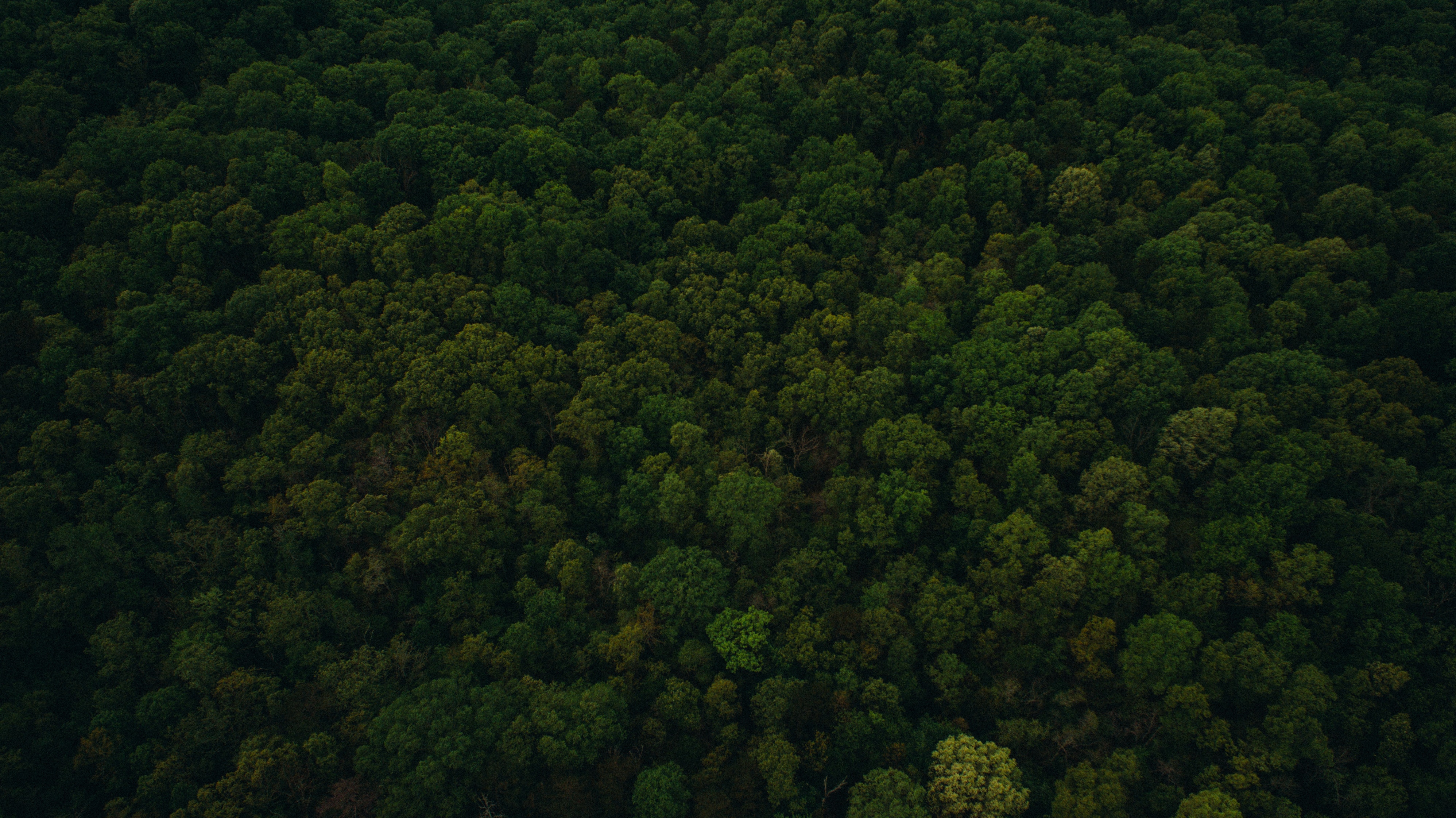 Aerial View of Dense Green Tennessee Forest Canopy HD Wallpaper