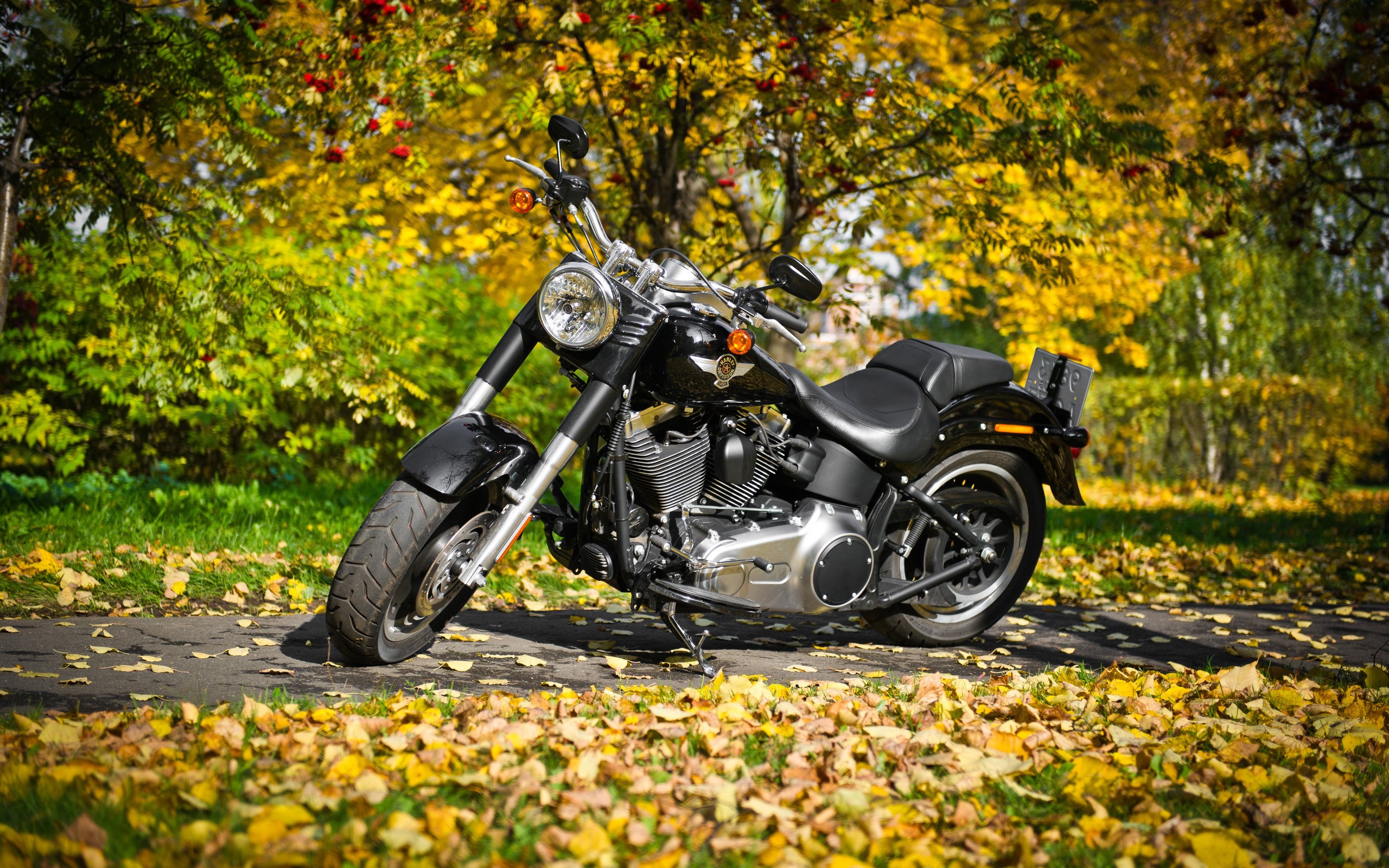 Black Harley-Davidson motorcycle in autumn foliage HD Wallpaper