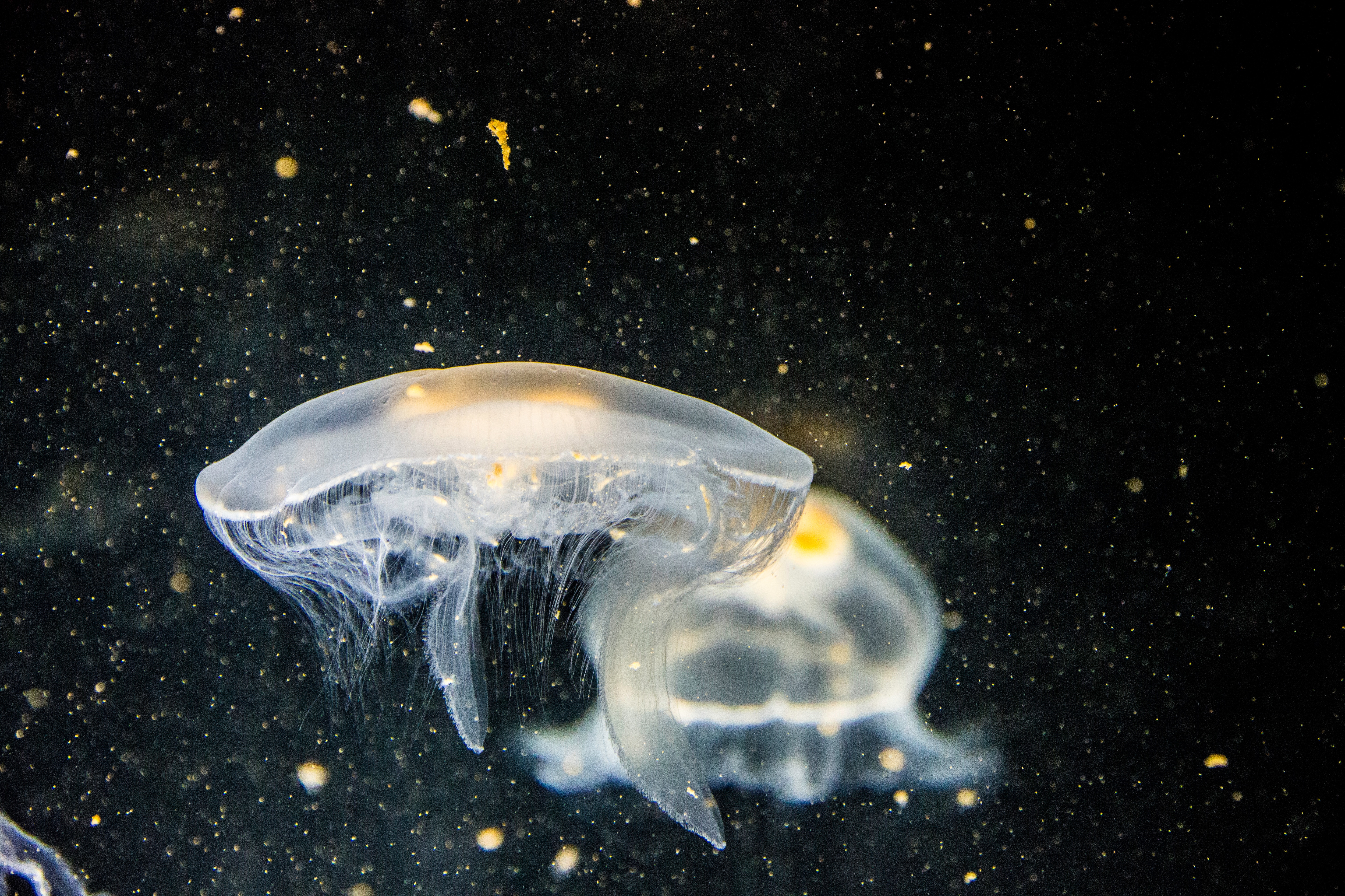 Two translucent jellyfish with tentacles in dark water HD Wallpaper