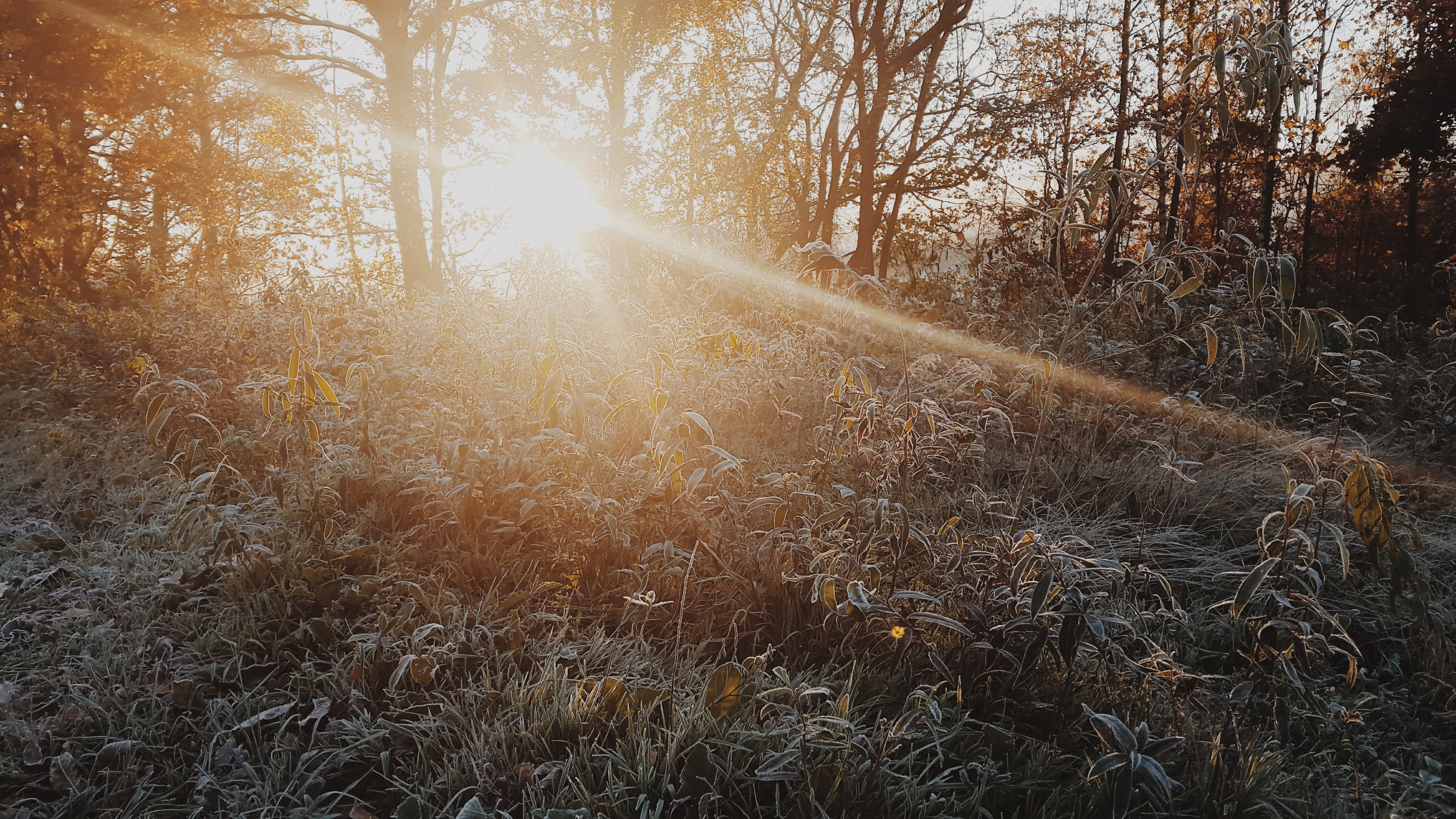 Sunlight filtering through trees onto a frosty field HD Wallpaper