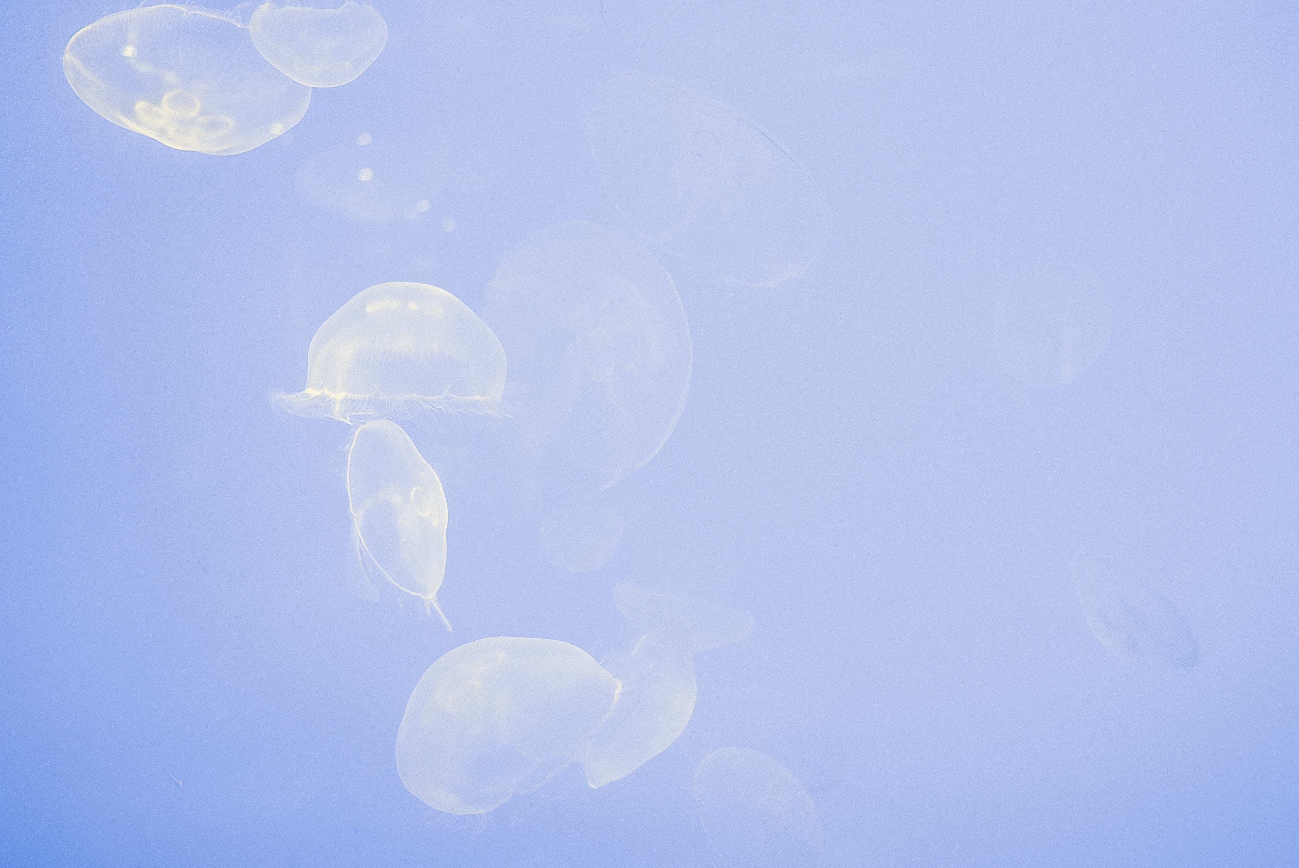 Transparent jellyfish floating in blue water HD Wallpaper