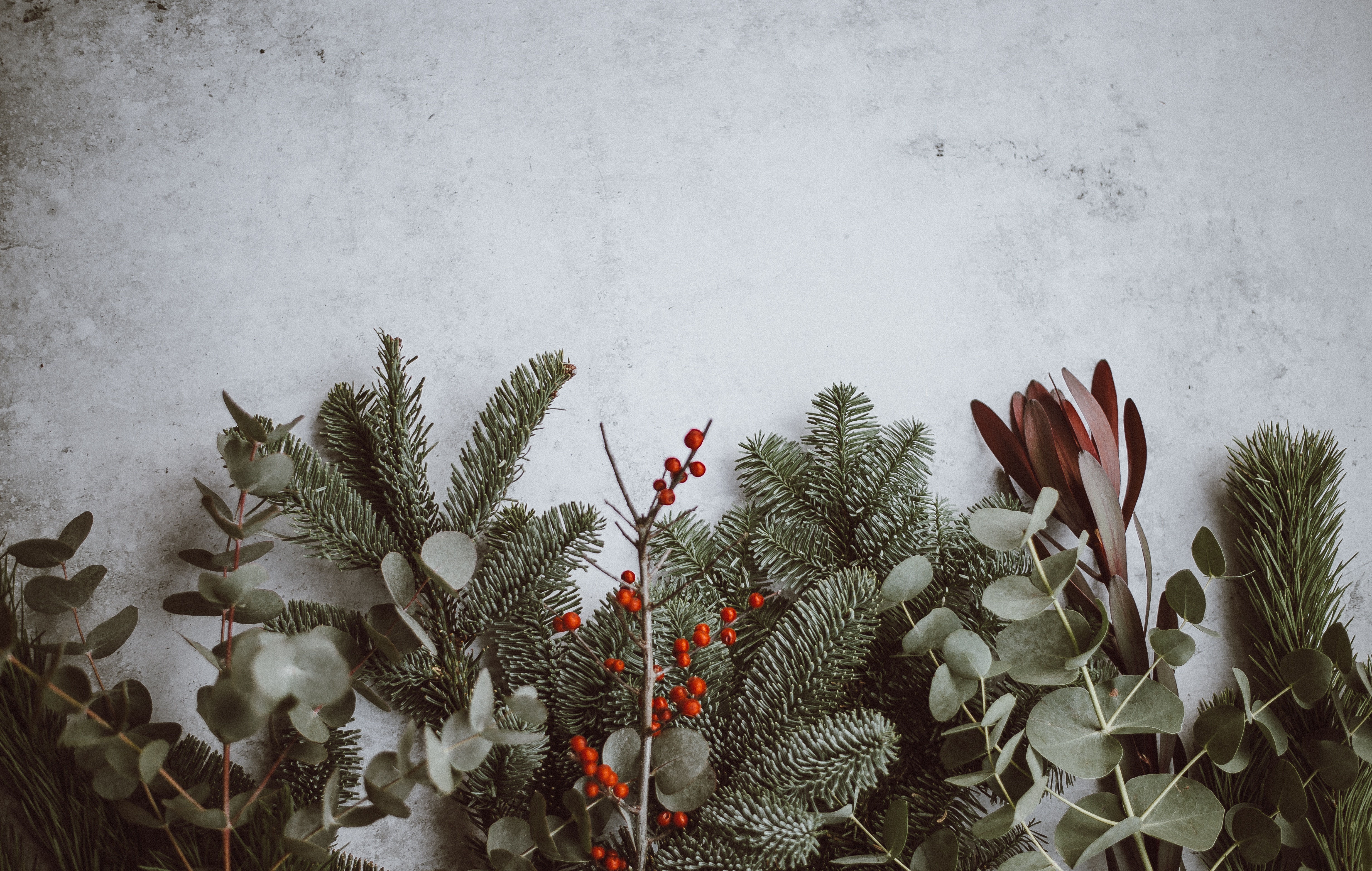 Christmas tree branches with berries and eucalyptus HD Wallpaper