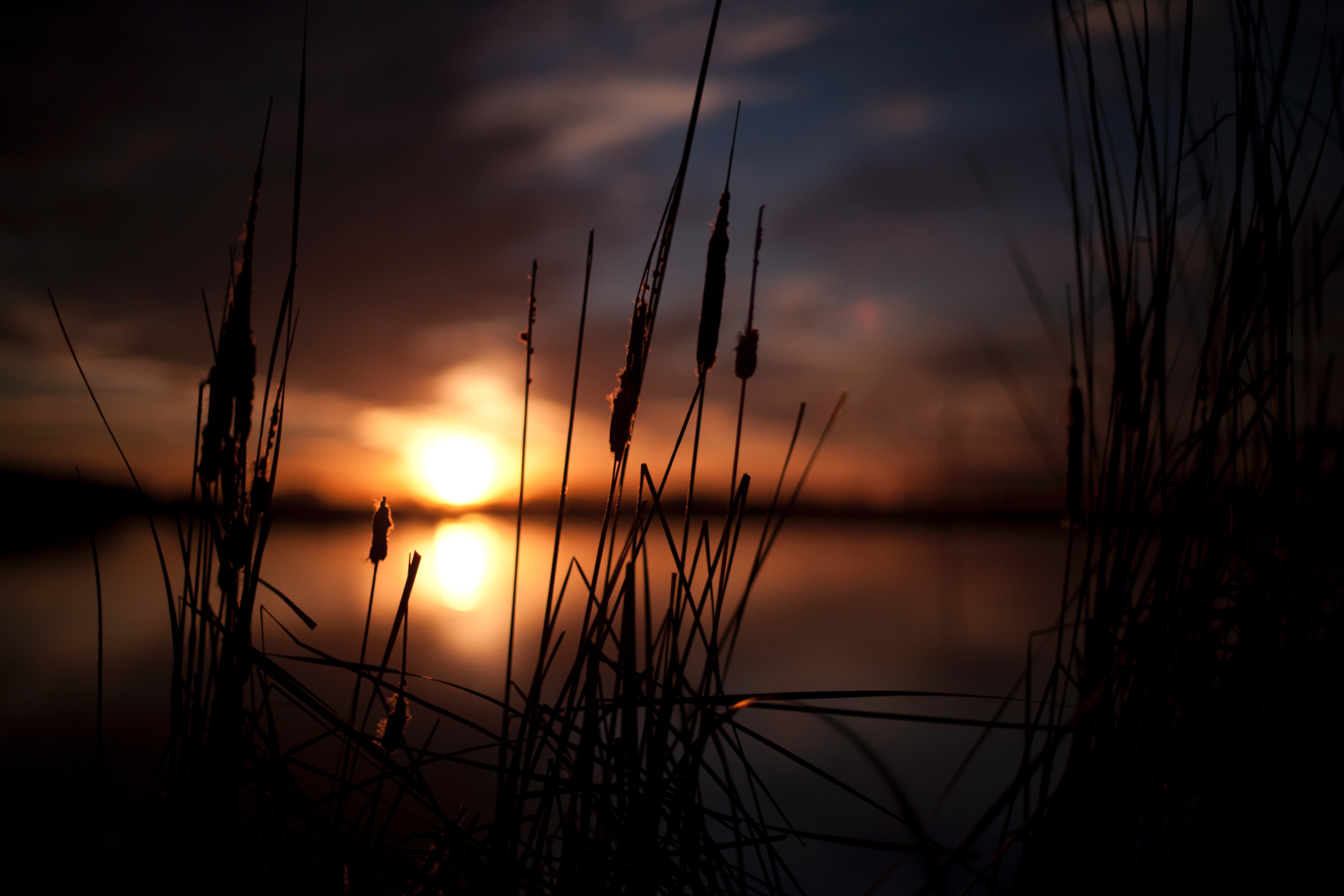 Silhouette of cattails at sunset over a lake HD Wallpaper