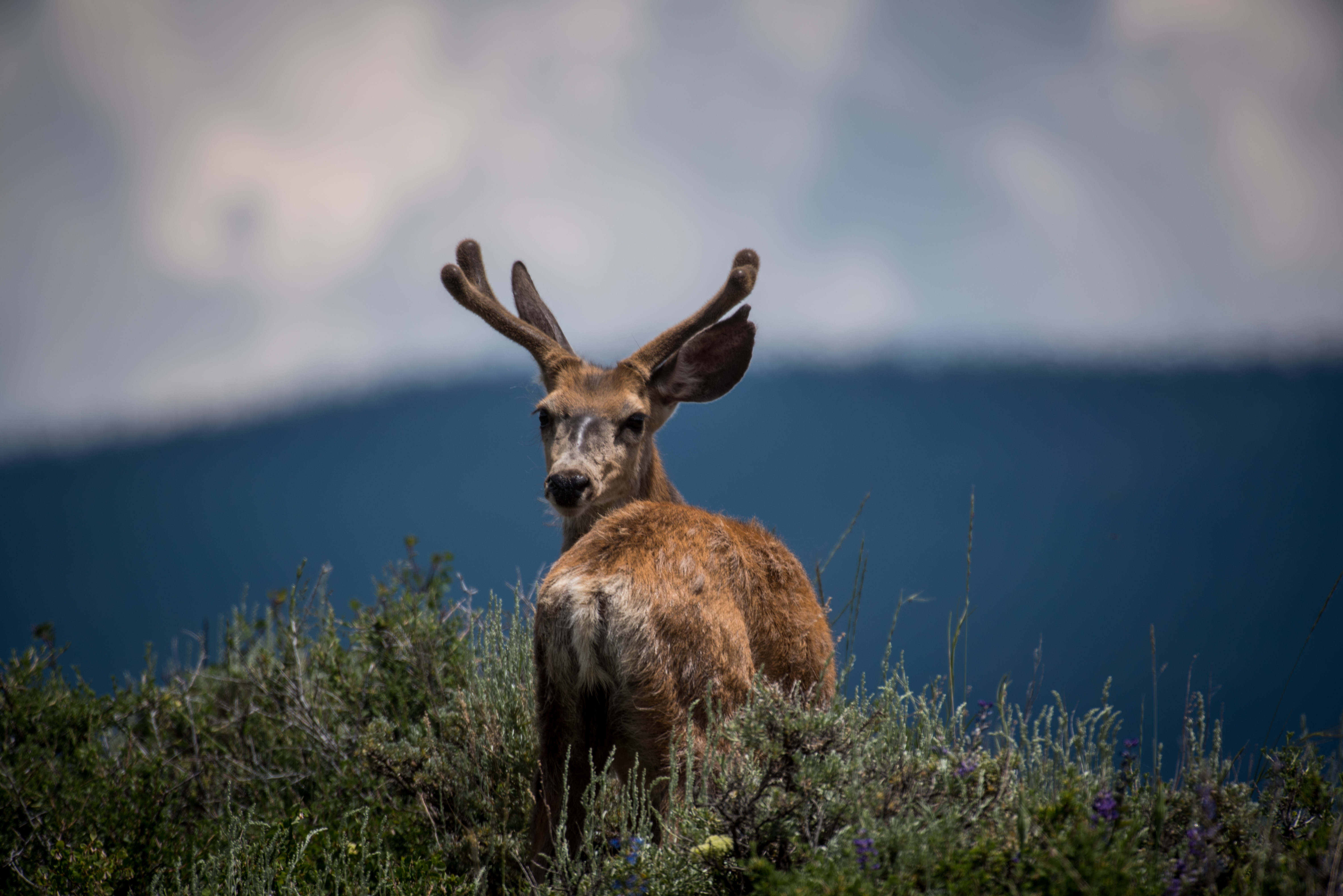 Mule deer with antlers in a field HD Wallpaper