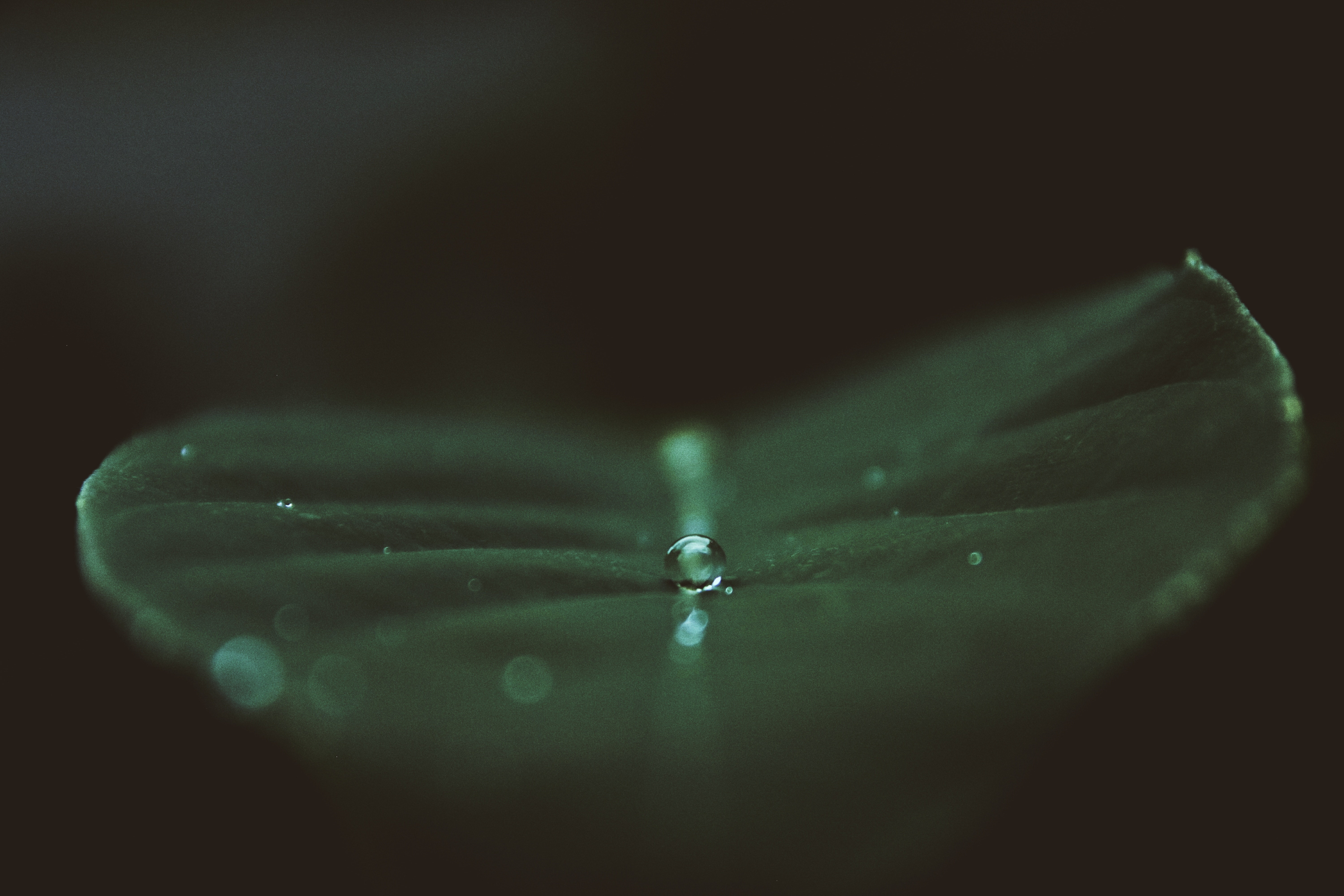 Macro shot of a water droplet on a green leaf HD Wallpaper
