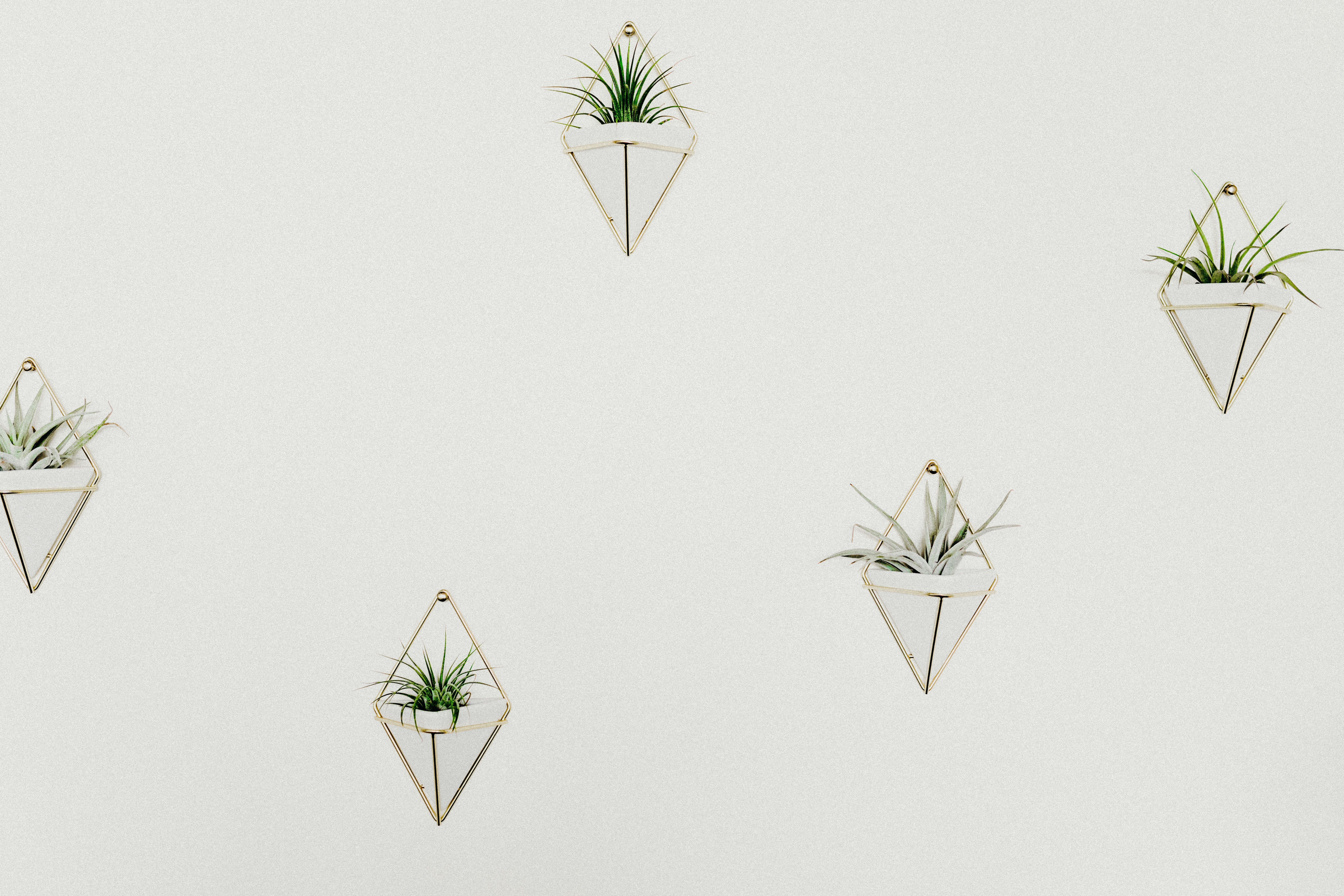 Minimalist gold geometric wall planters with air plants HD Wallpaper