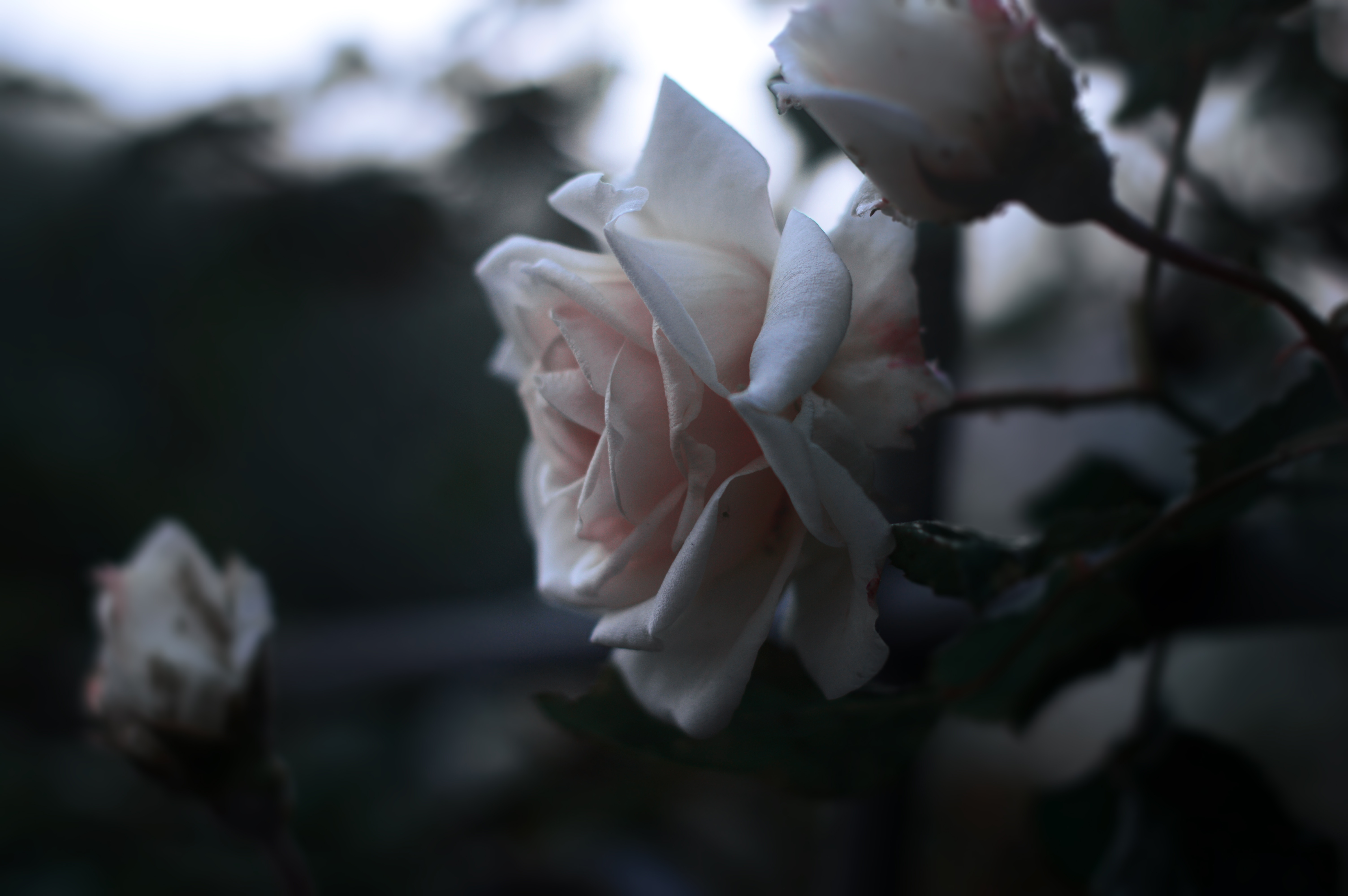 Close-up of a pale pink rose in a garden HD Wallpaper