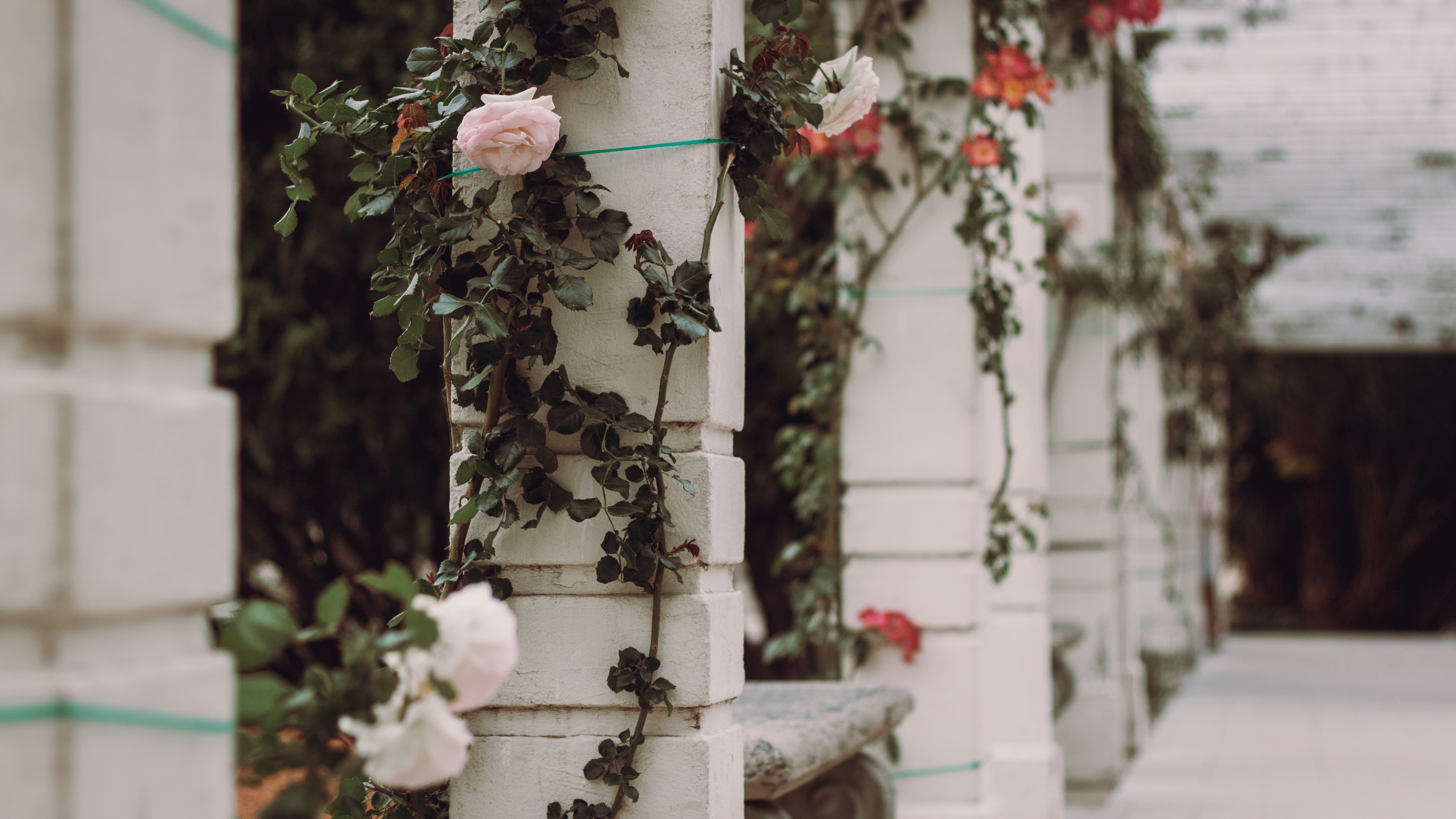 Rose vine climbing white columns in a garden HD Wallpaper