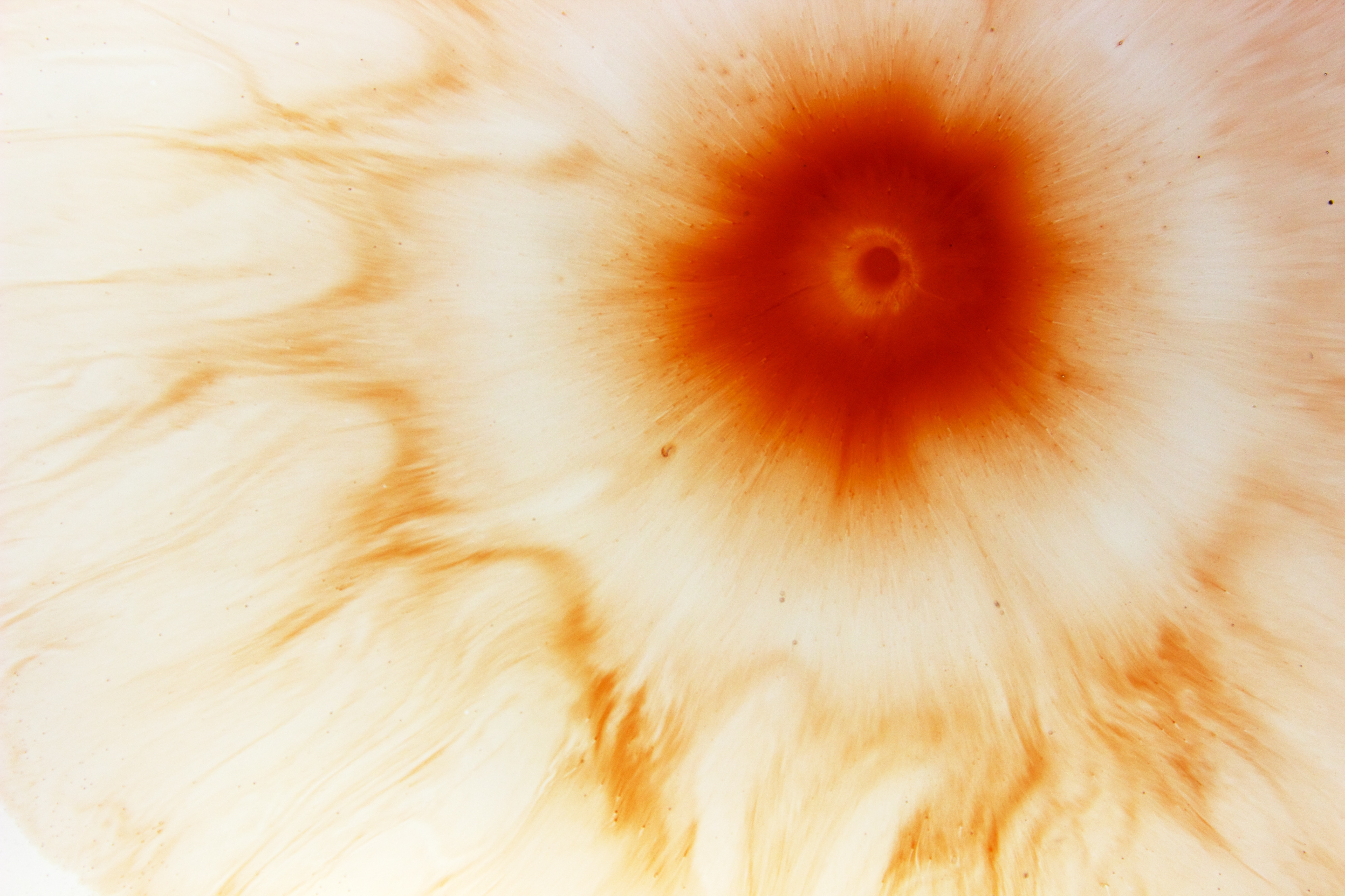 Abstract orange and white paint pattern HD Wallpaper