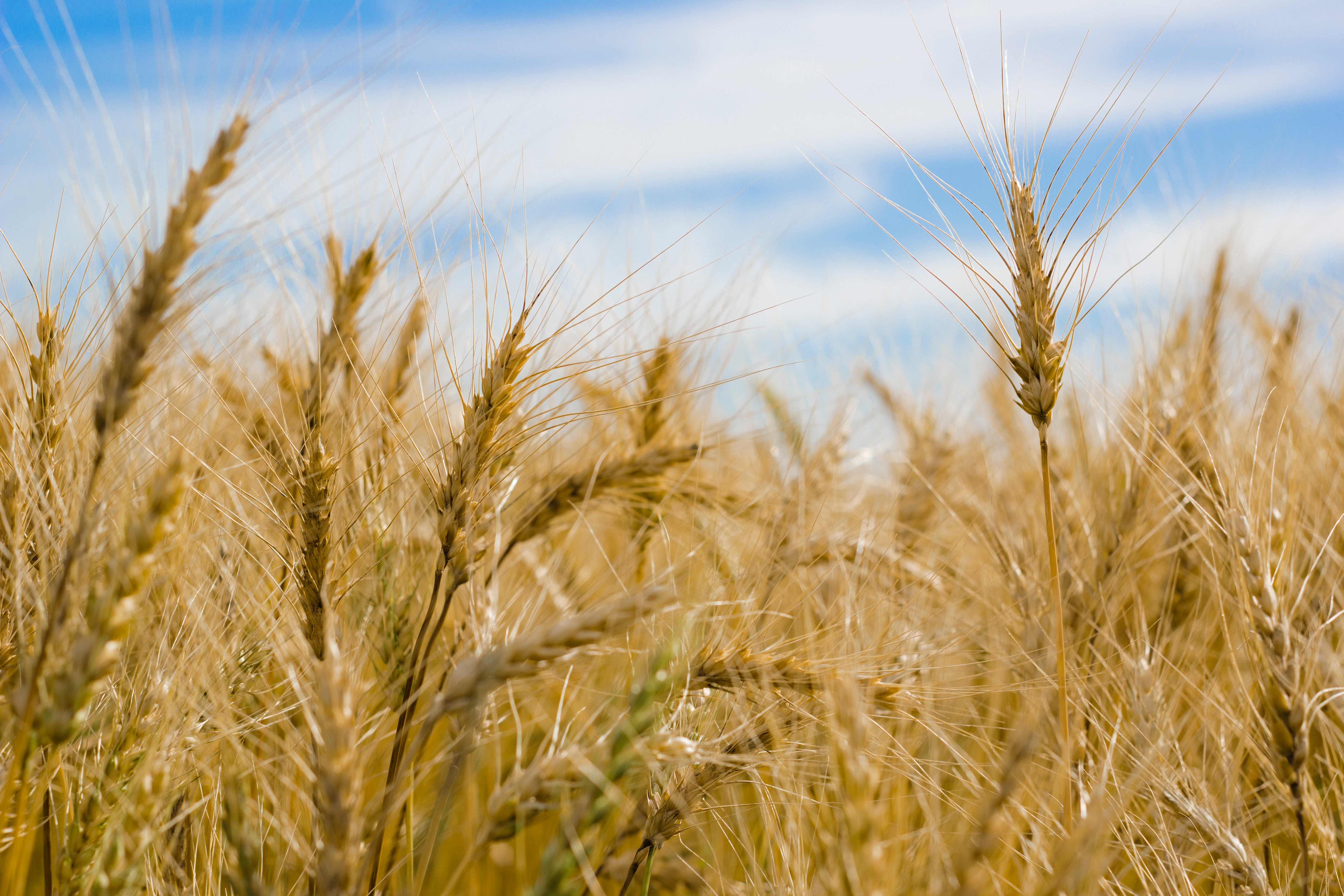 Golden Wheat Field Under Blue Sky 4K HD Wallpaper