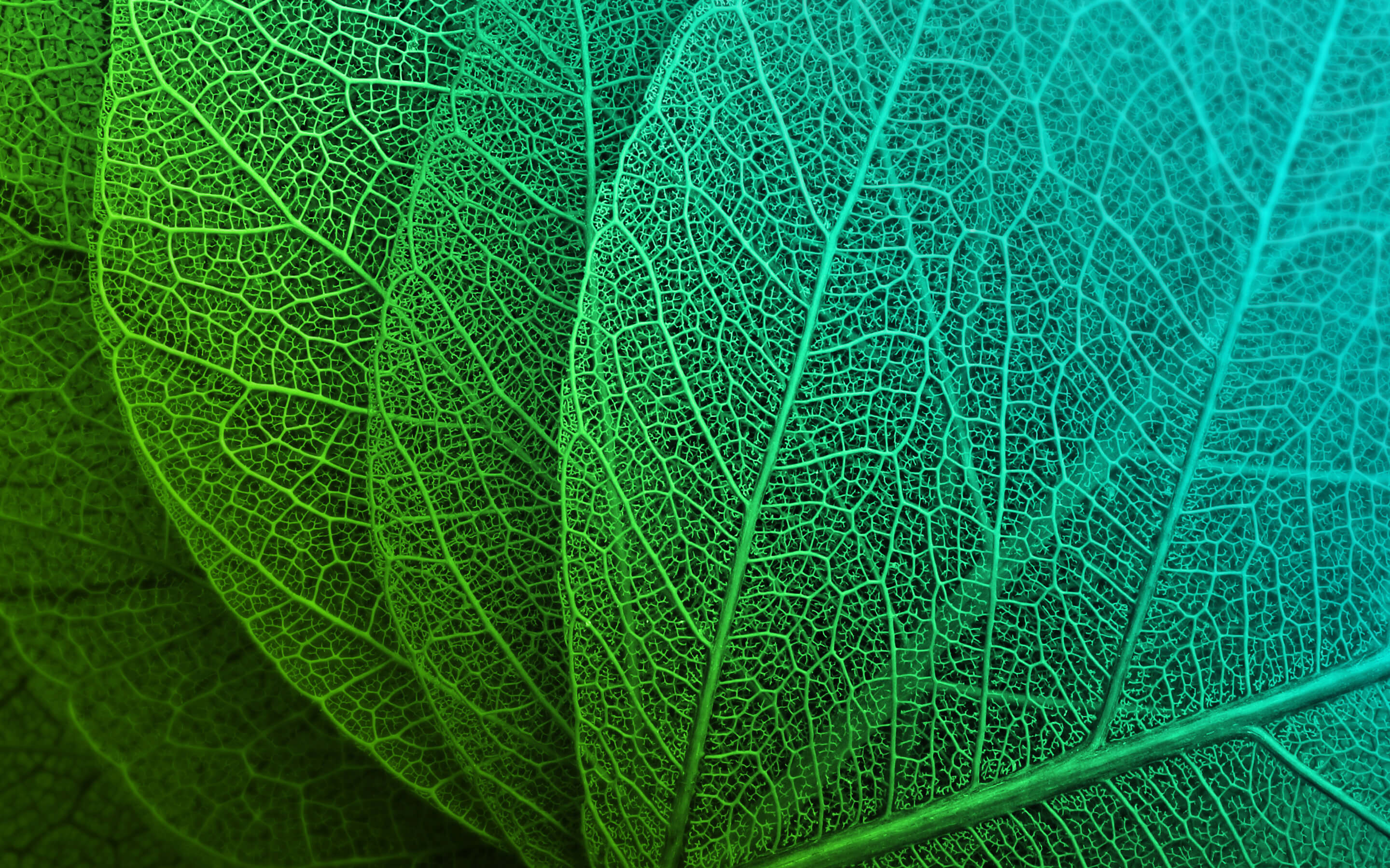 Close-up of skeletonized green and teal leaves HD Wallpaper