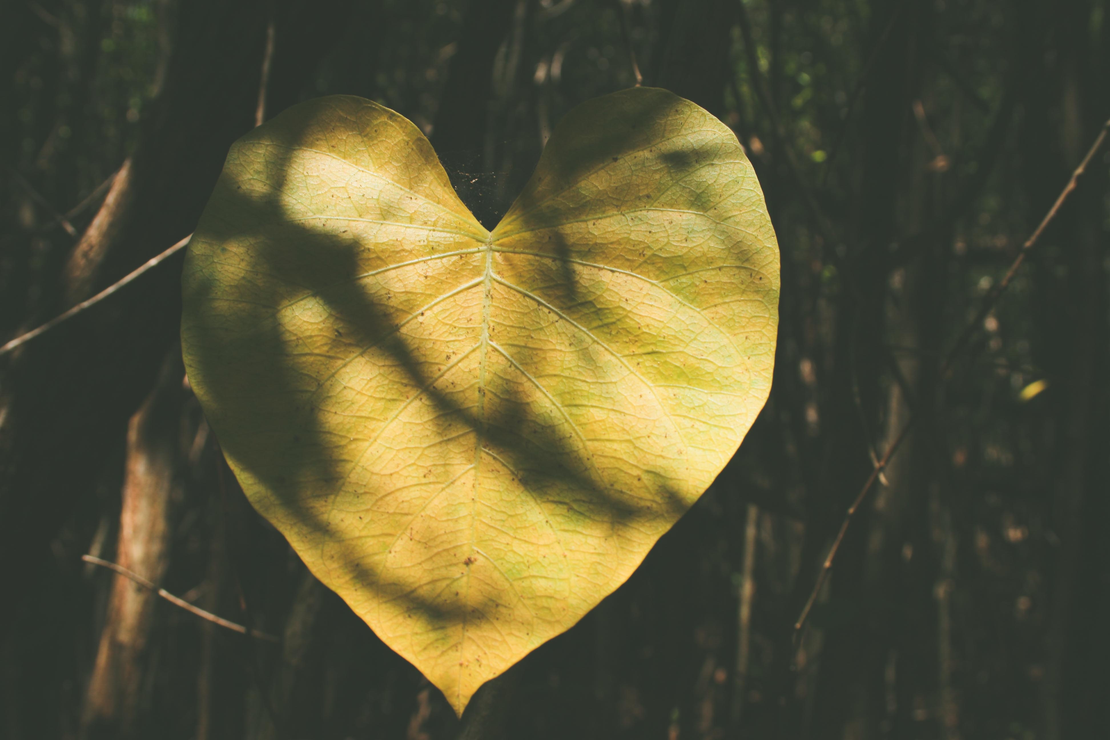Heart-shaped leaf with shadows and sunlight HD Wallpaper