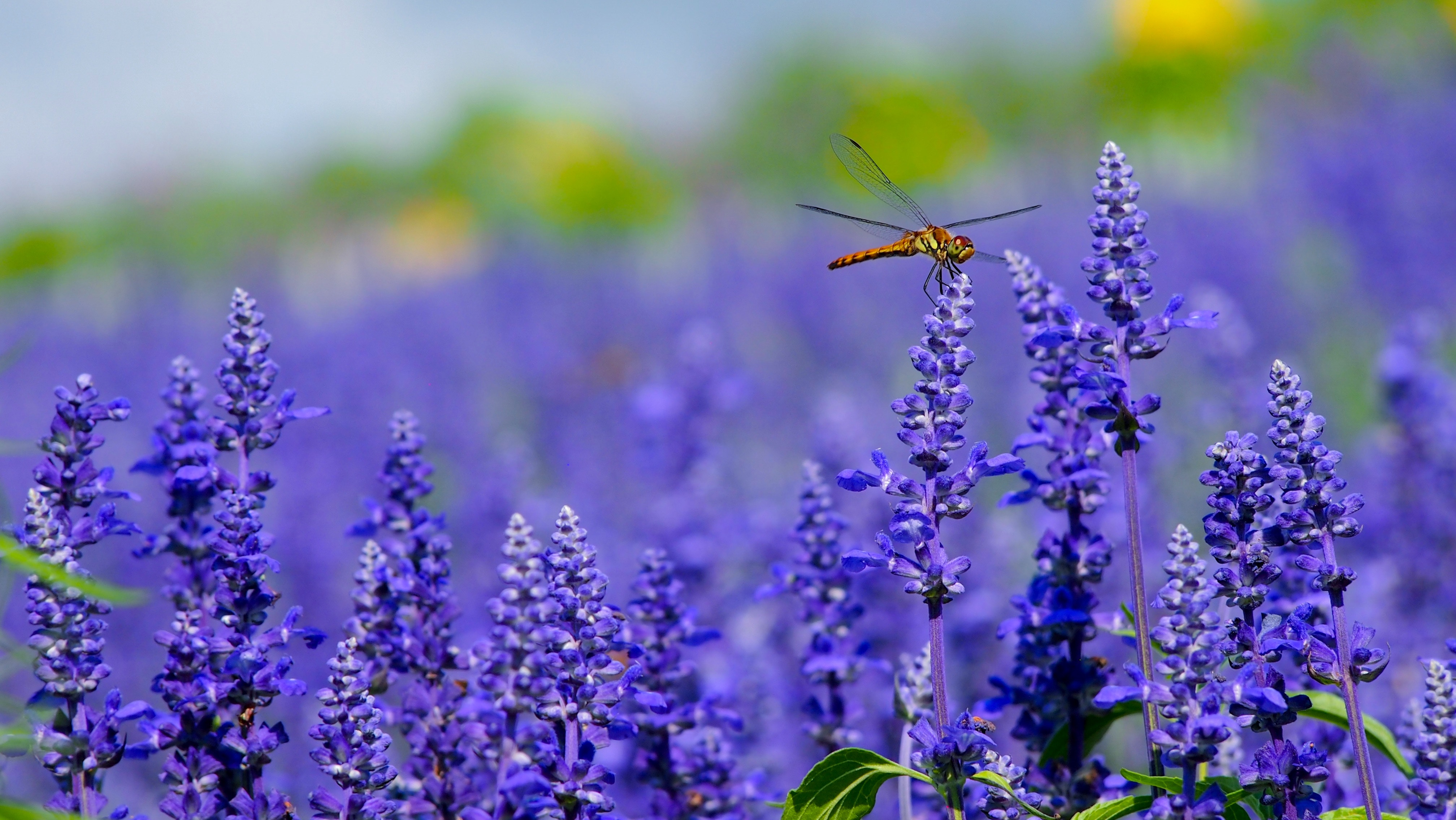 Dragonfly perched on purple lavender flowers in a field HD Wallpaper