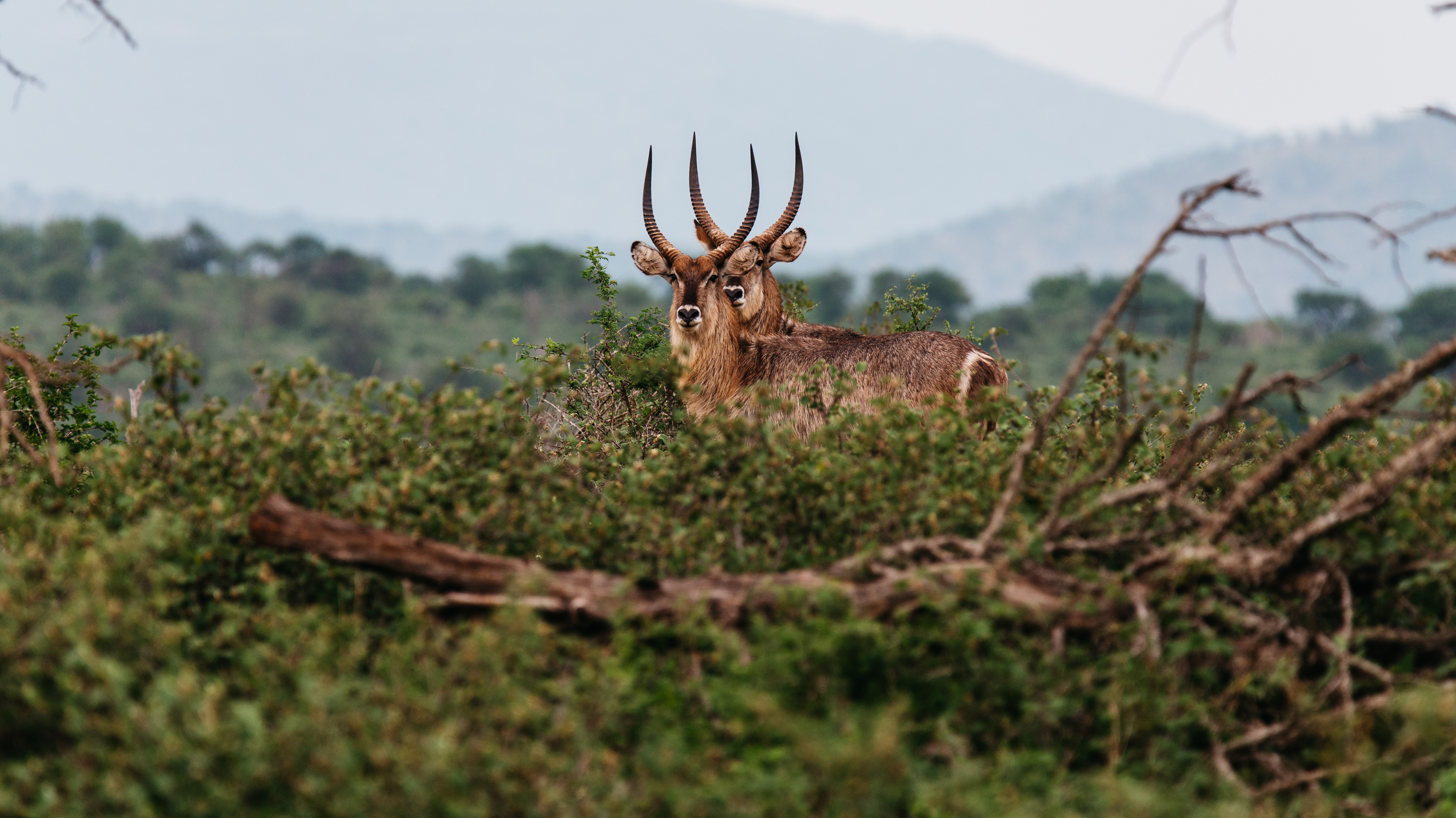 Two antelopes with large antlers in a bush HD Wallpaper