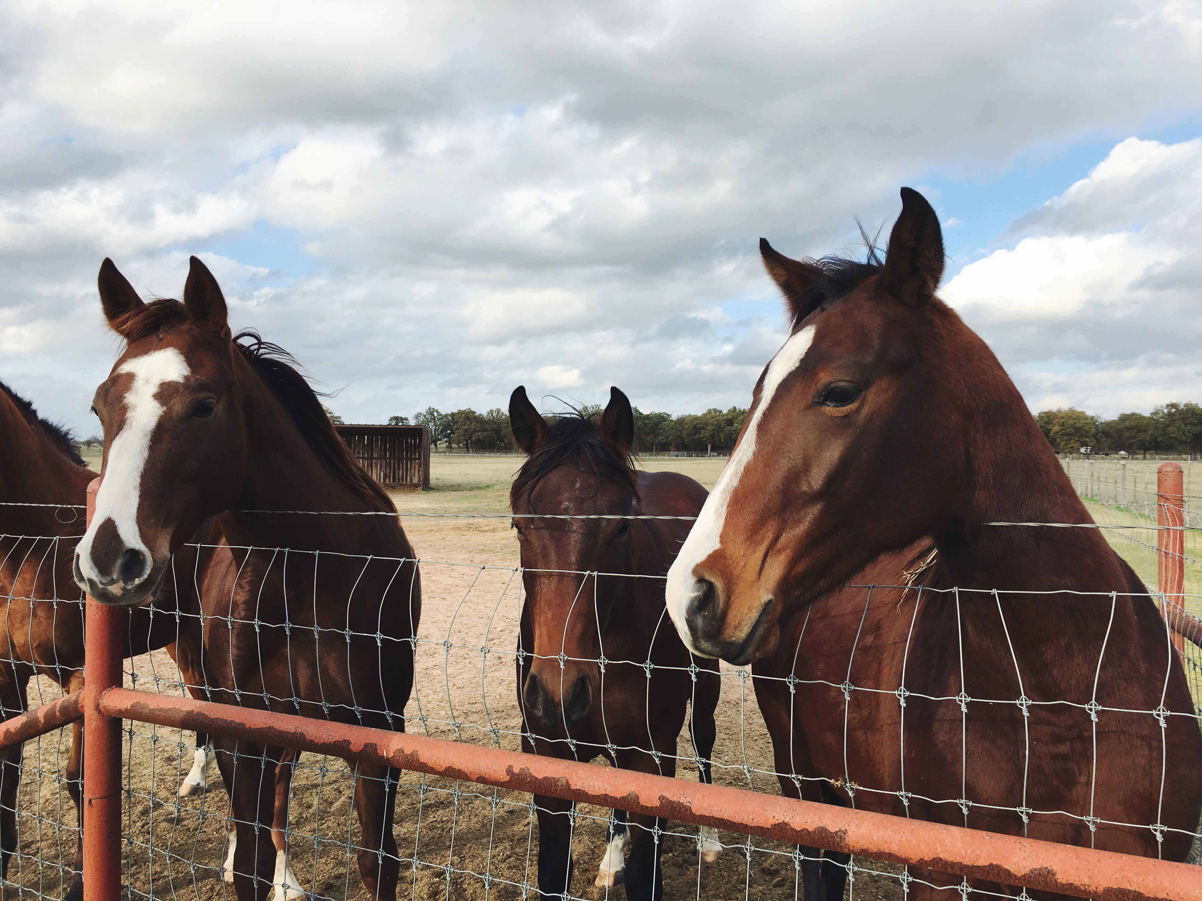 Horses behind a fence in a field HD Wallpaper