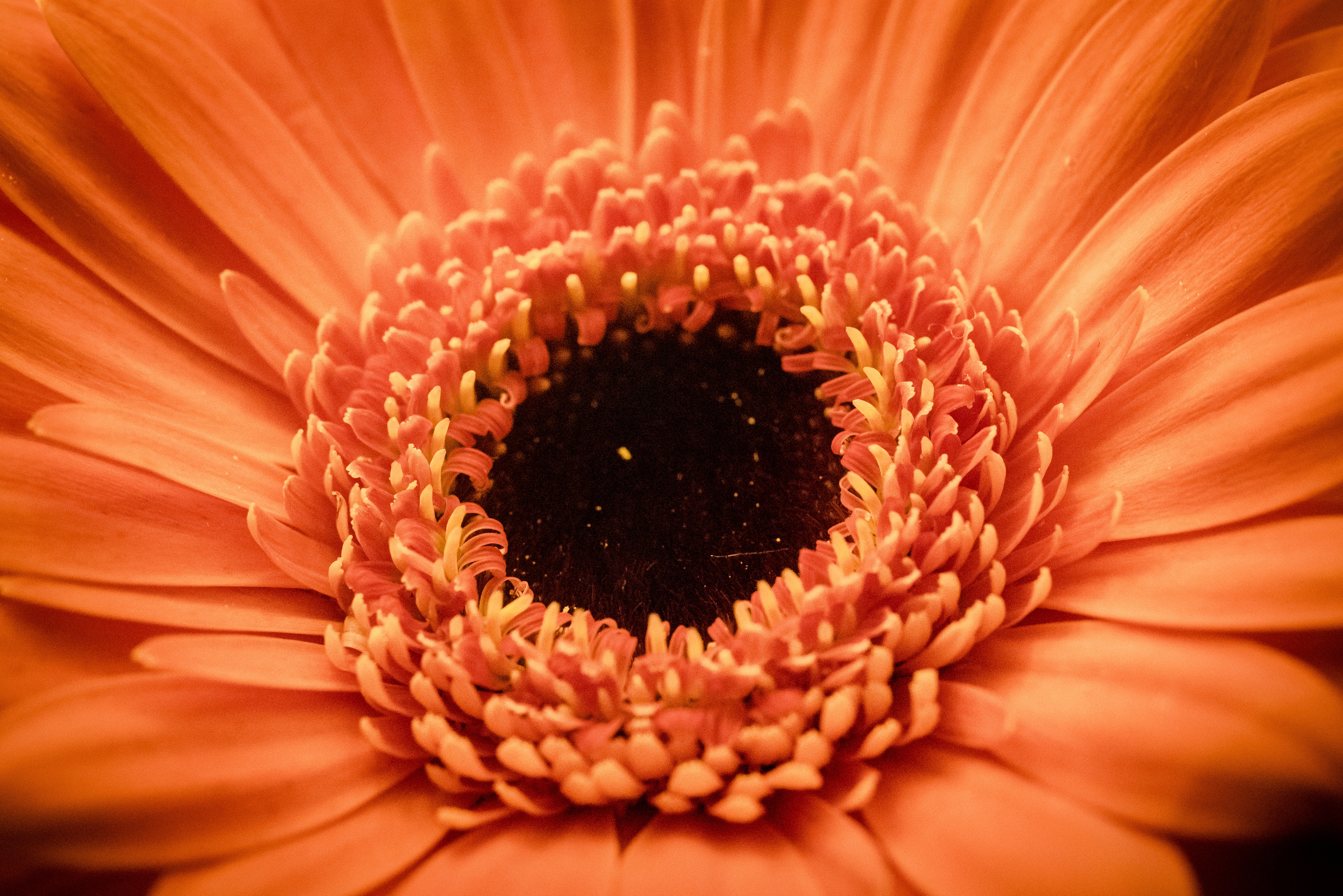 Close-up macro shot of an orange gerbera daisy flower HD Wallpaper