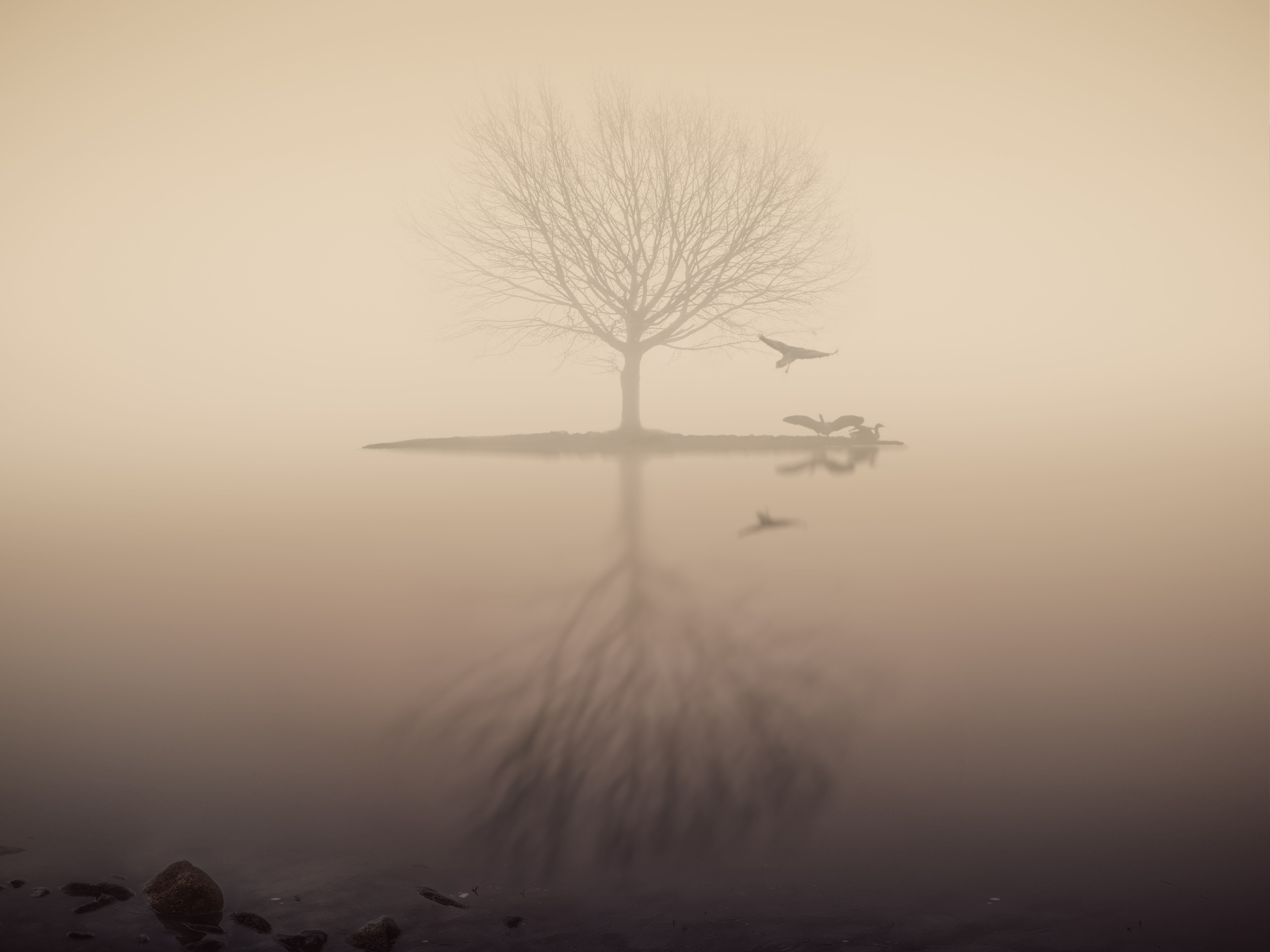 Tree and birds in fog over lake HD Wallpaper