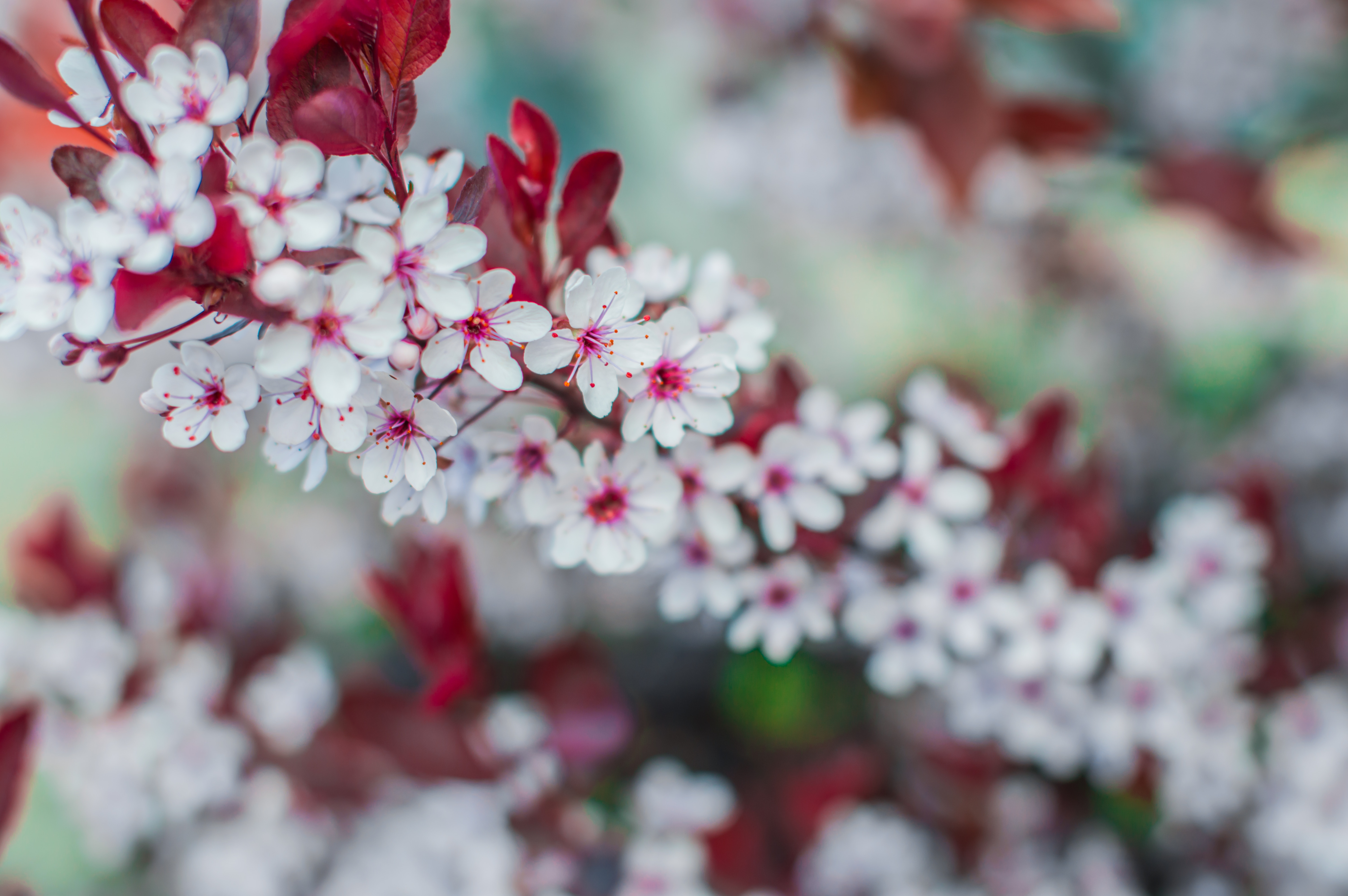 Close-up of white cherry blossoms with red leaves HD Wallpaper