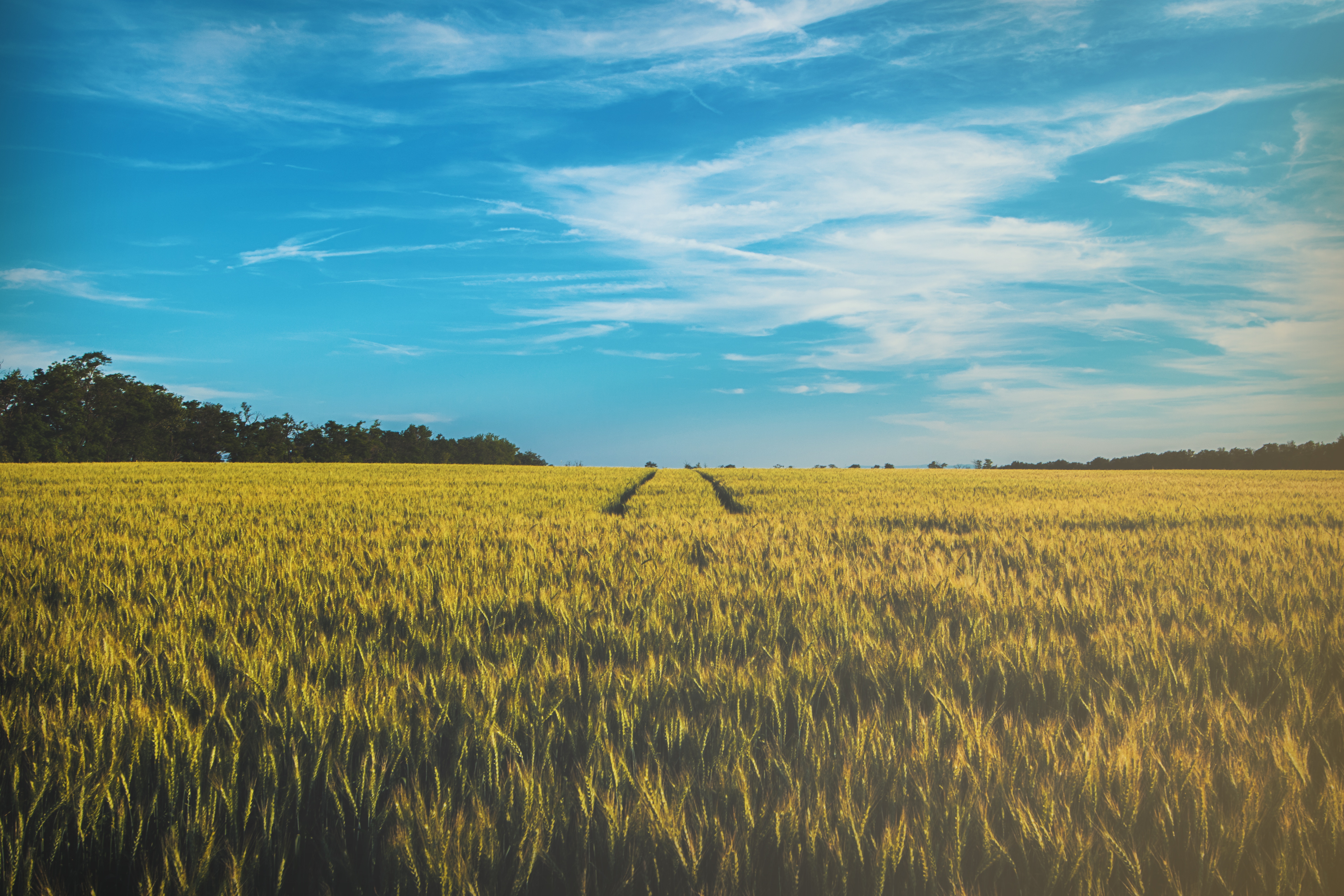 Wheat field with tire tracks under a blue sky HD Wallpaper