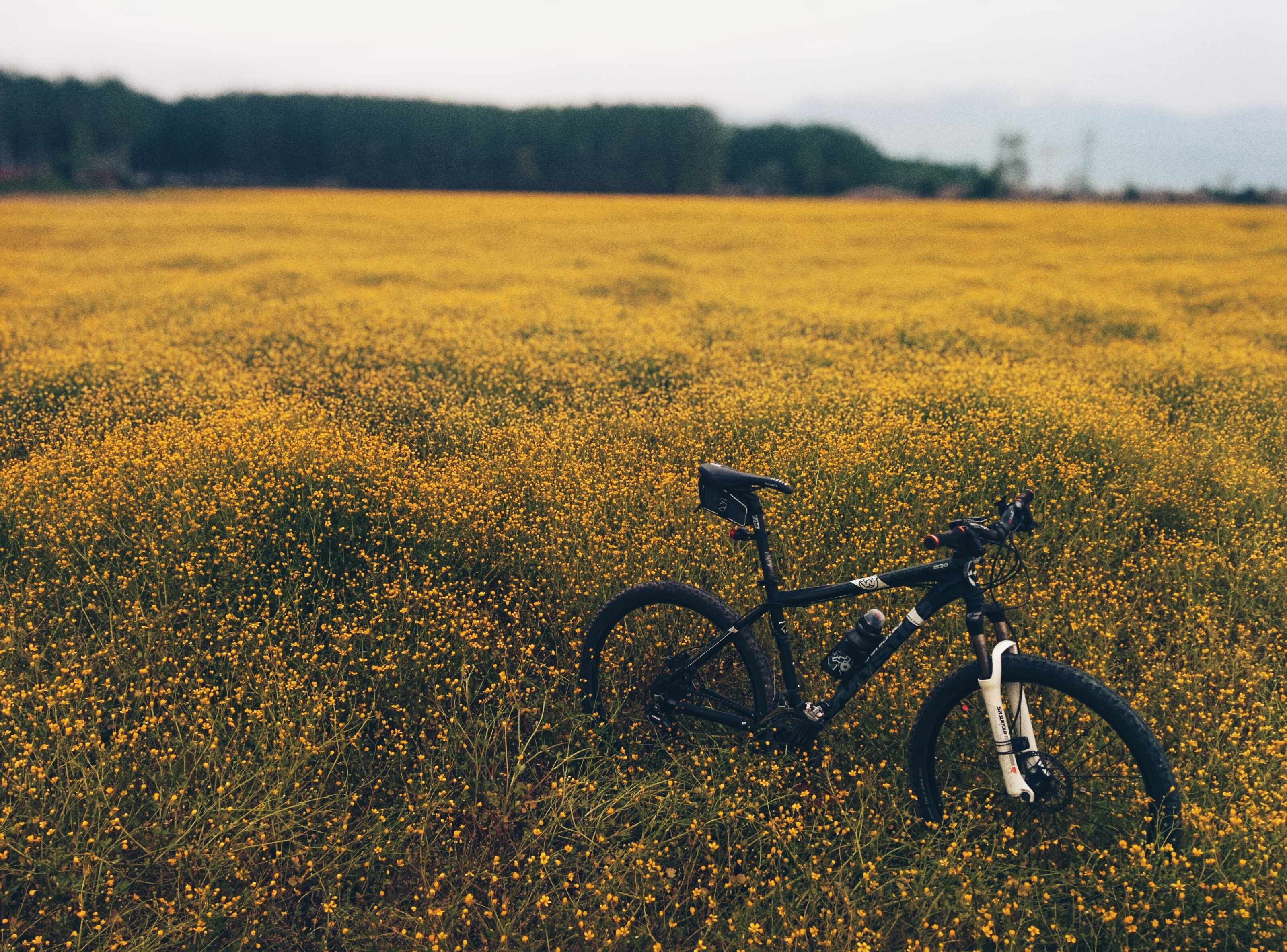 Bicycle in a field of yellow flowers HD Wallpaper