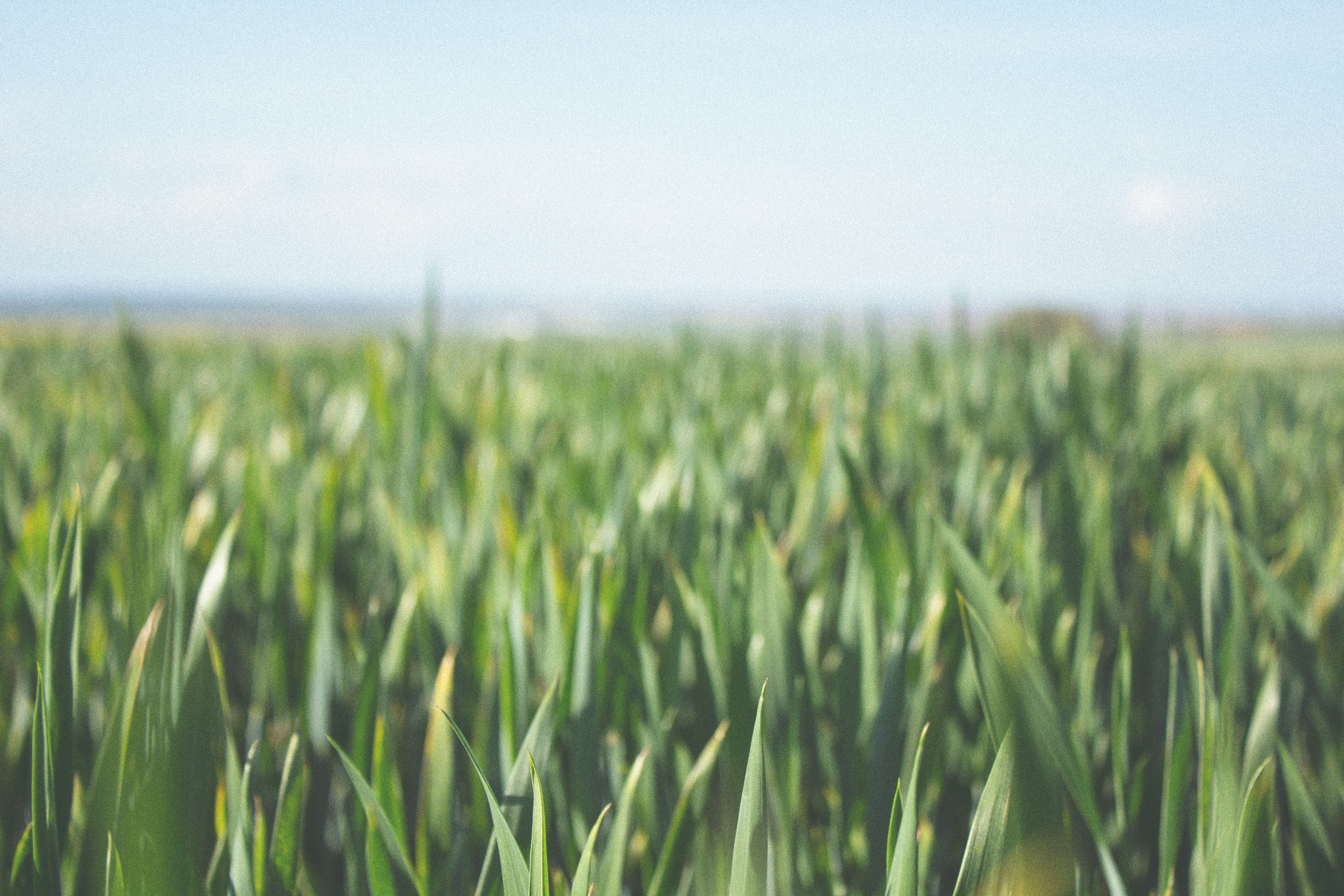 Green field of grass under a blue sky HD Wallpaper
