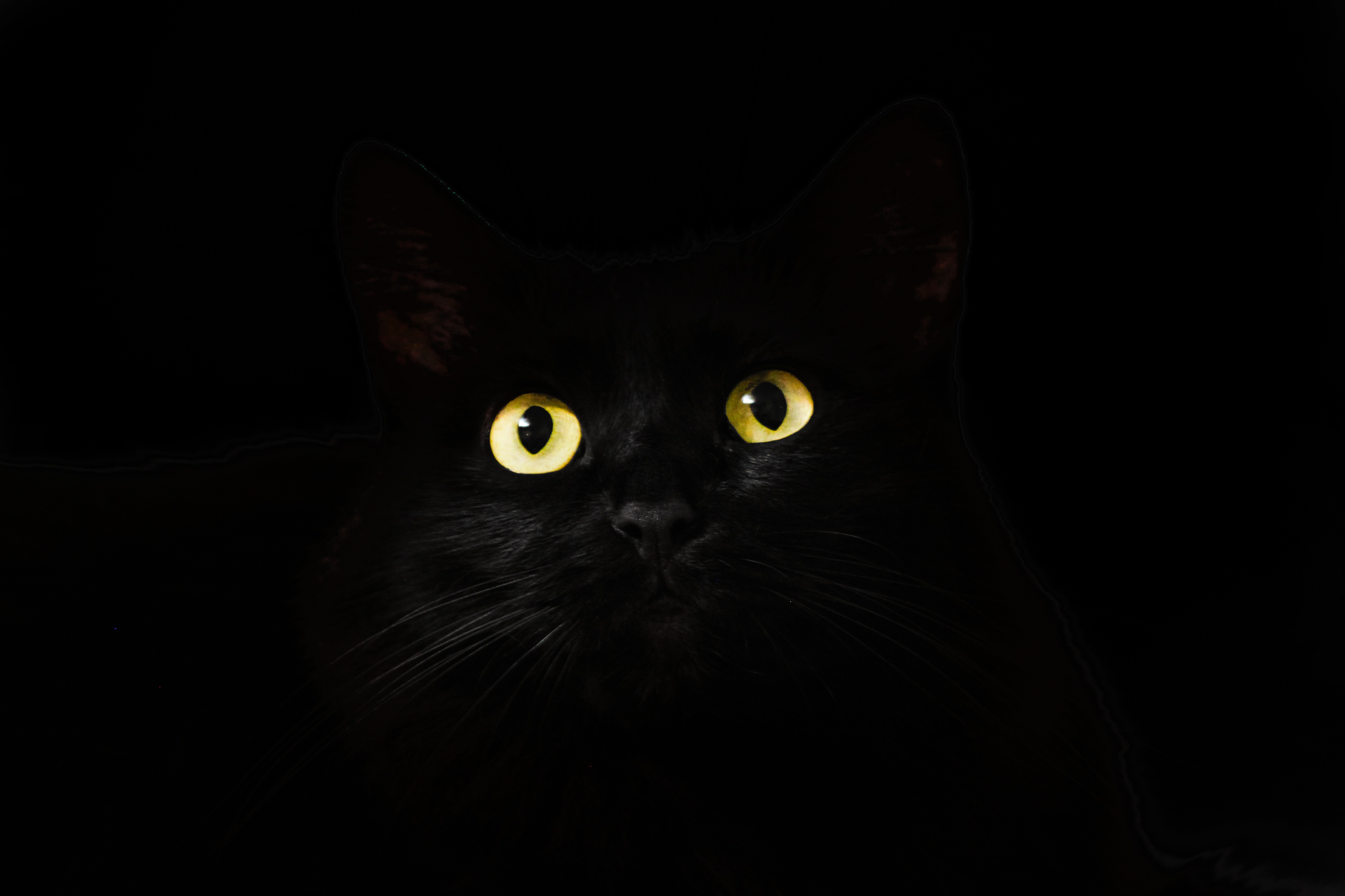 Black cat with yellow eyes in darkness HD Wallpaper