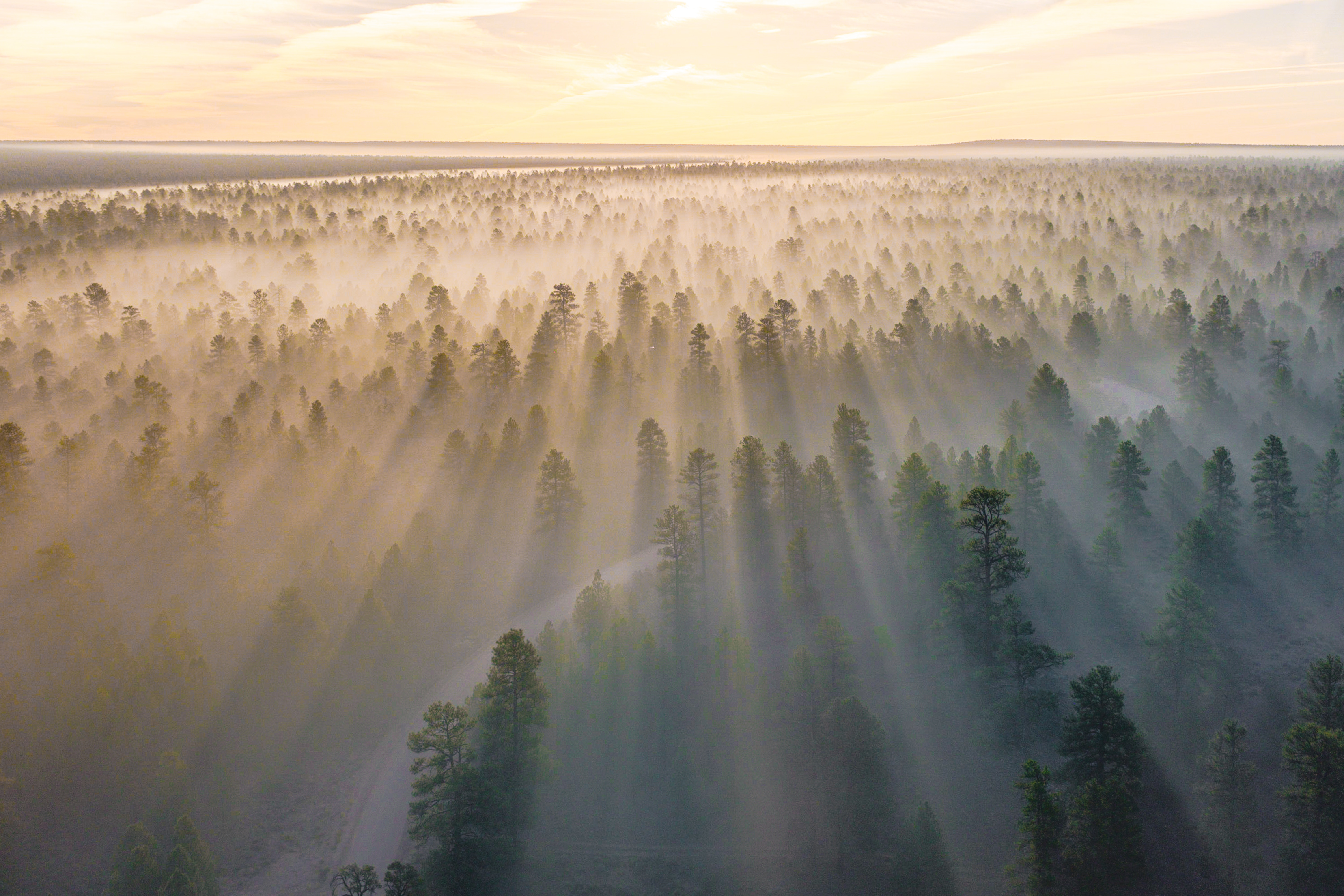 Forest with fog and sun rays at sunrise HD Wallpaper