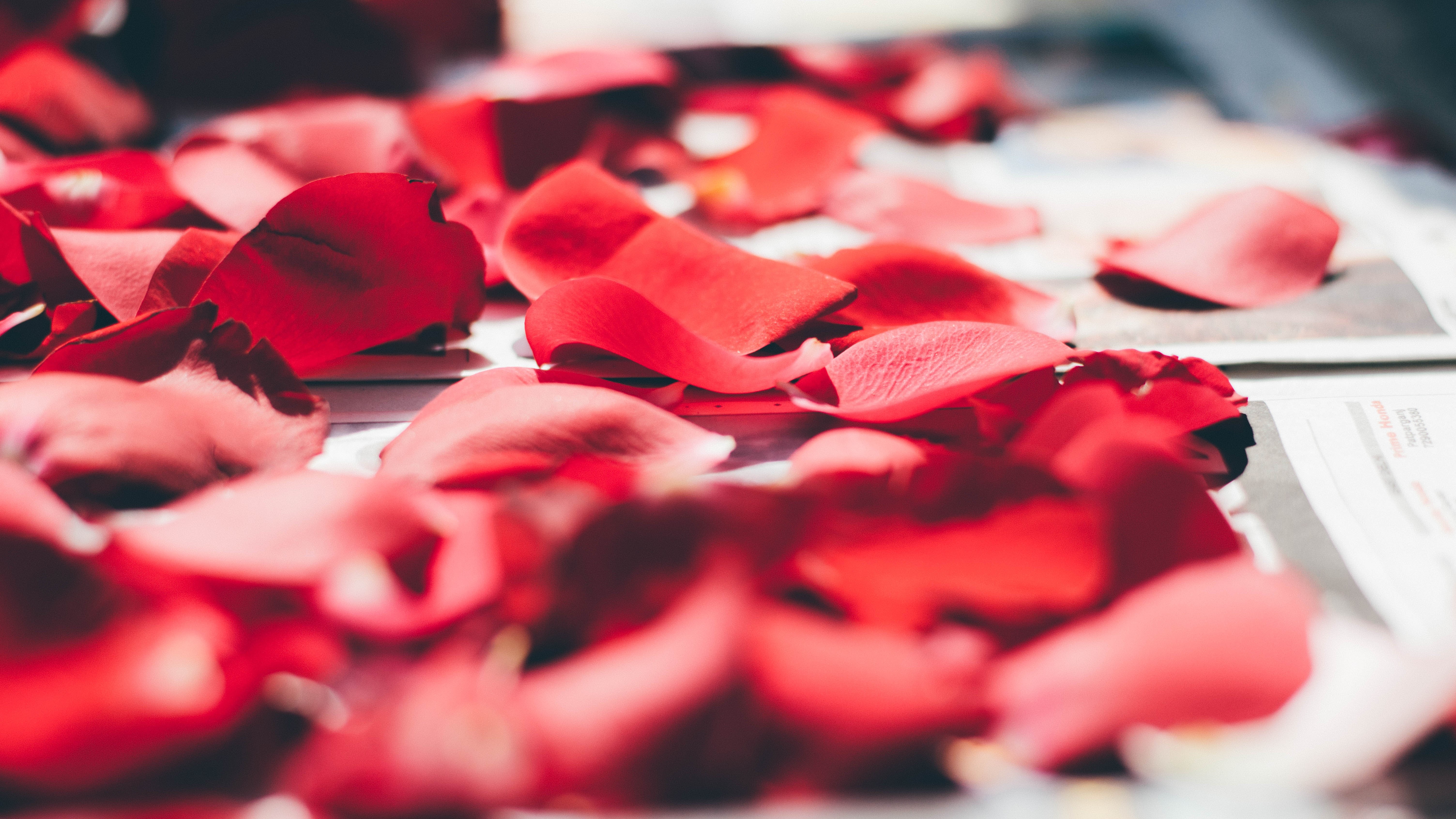 Red rose petals scattered on a surface HD Wallpaper
