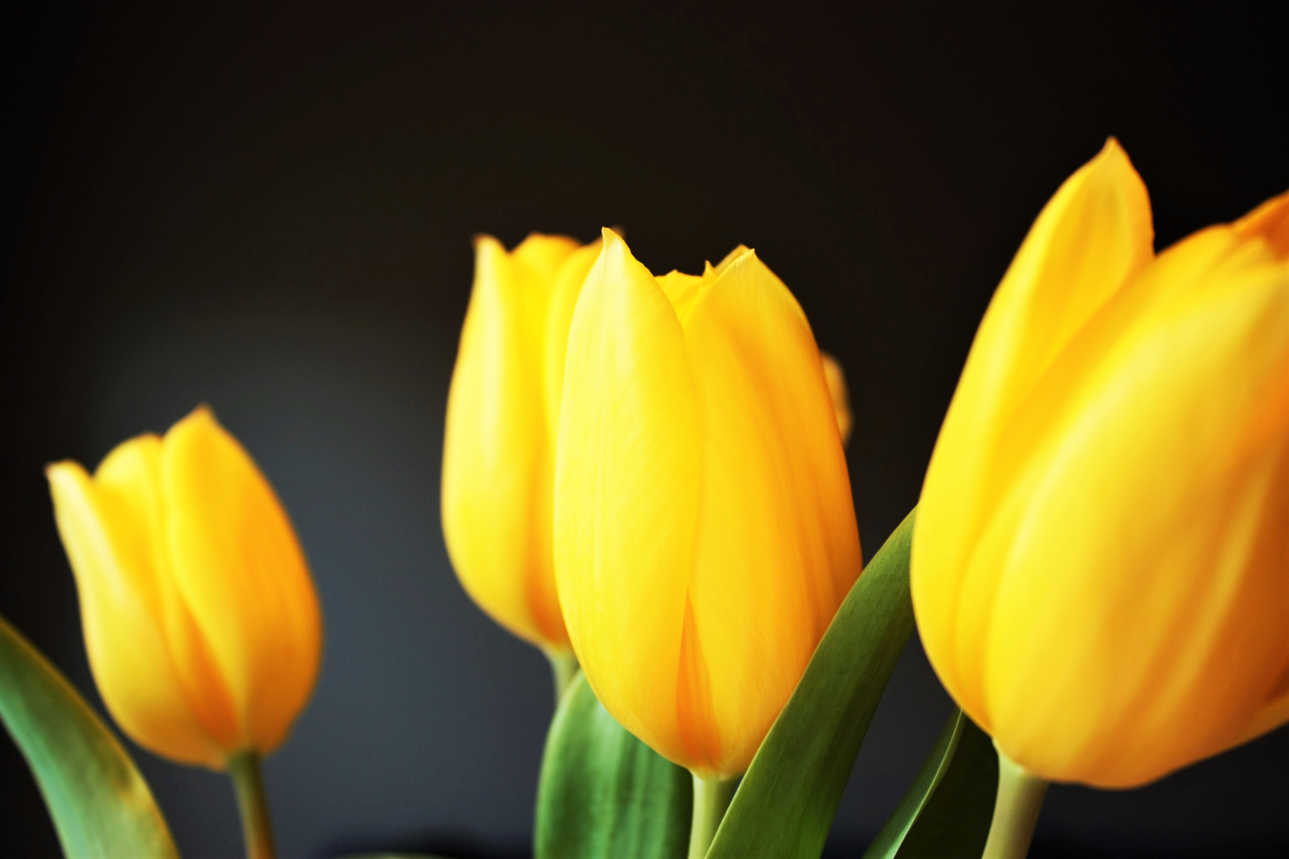 Yellow tulips with a dark background HD Wallpaper