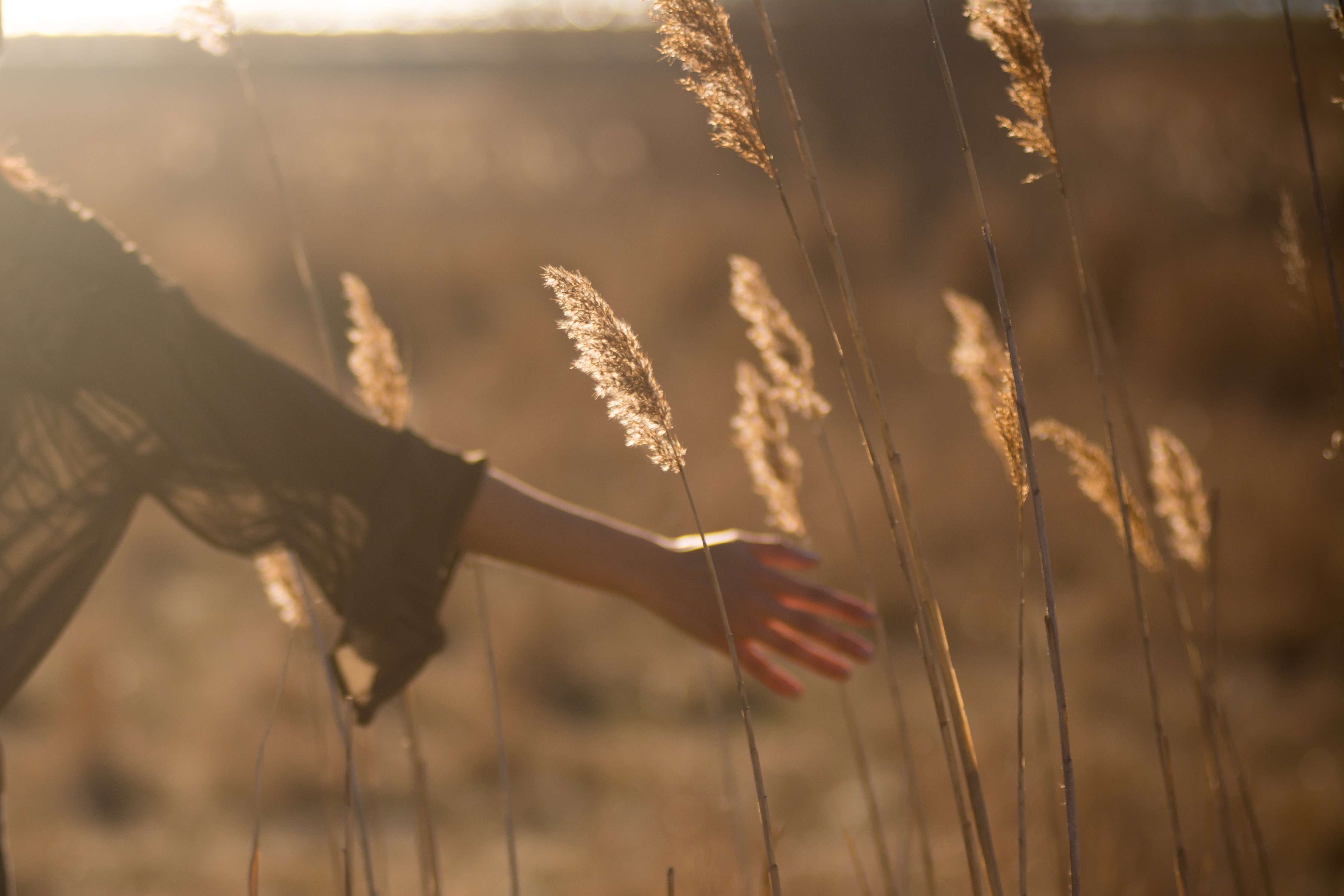 Woman's hand touching tall grass in golden hour sunlight HD Wallpaper