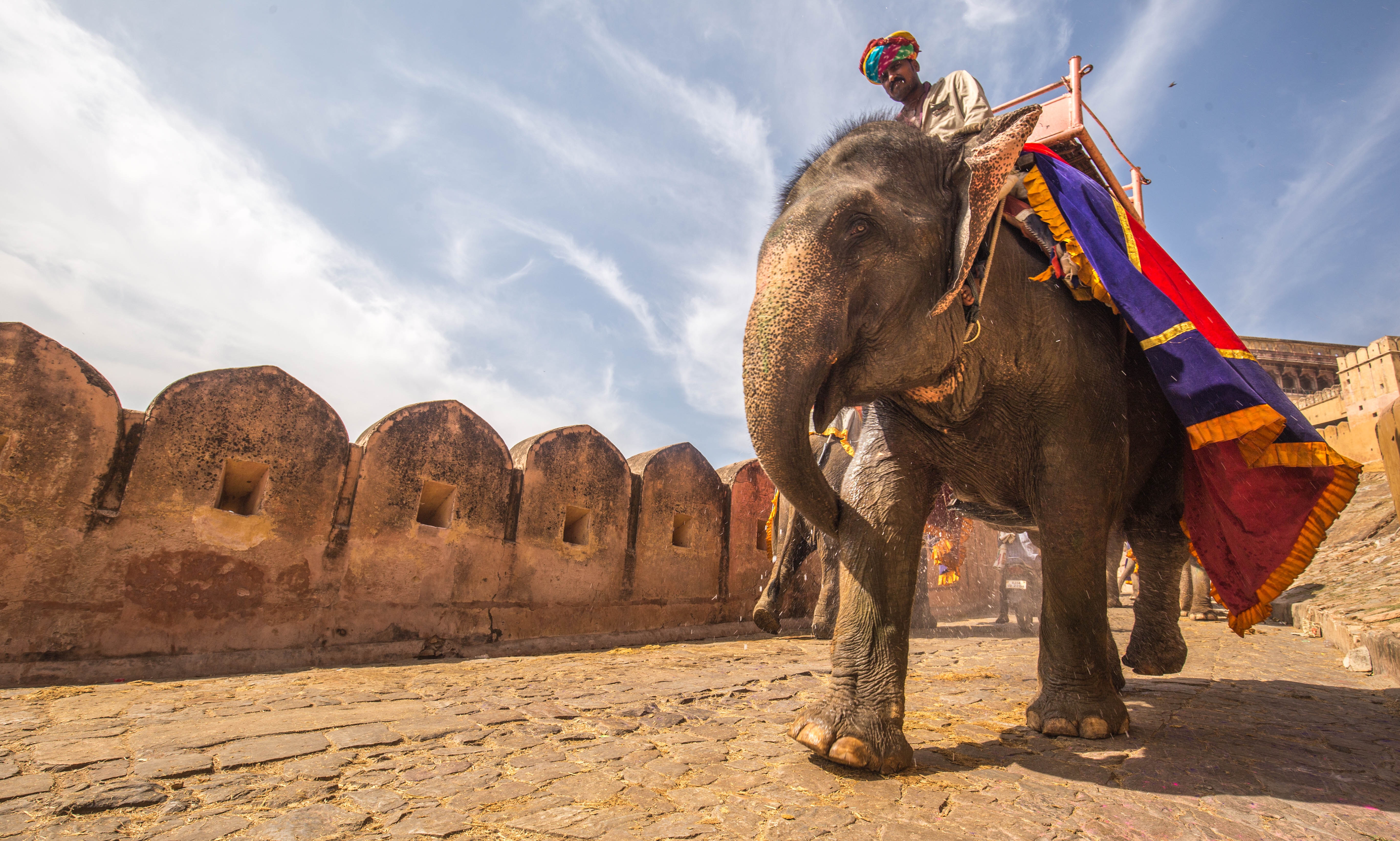 Man riding an elephant in India HD Wallpaper