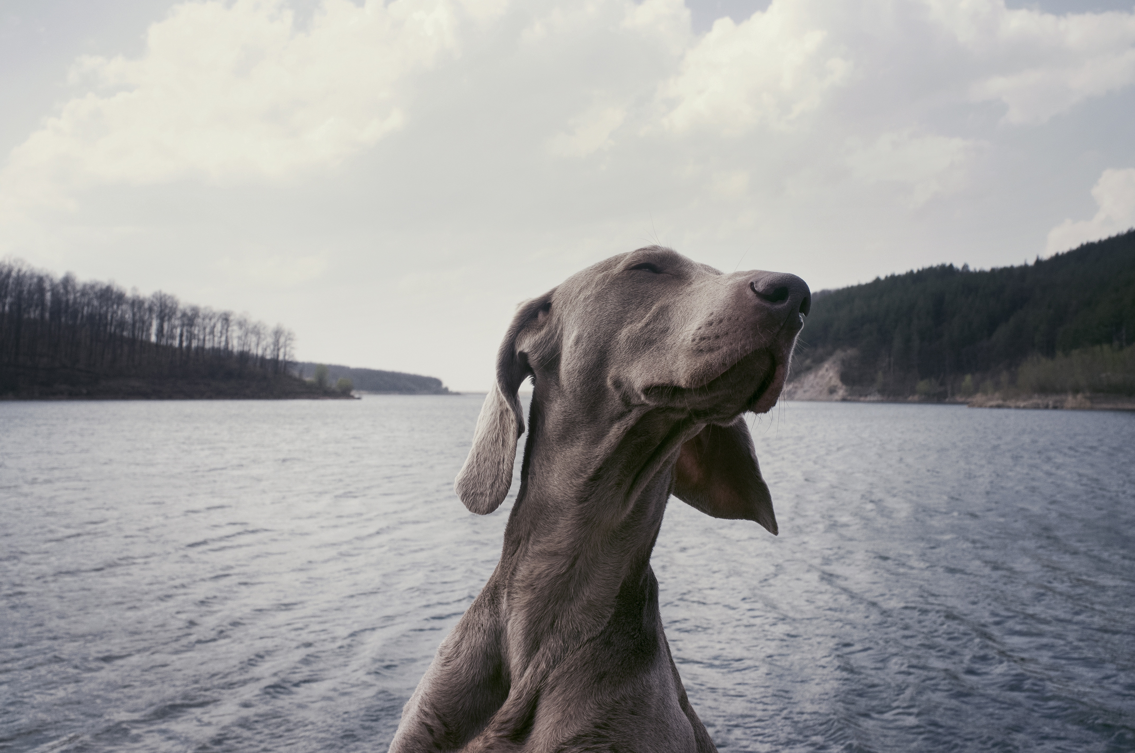 Weimaraner dog enjoying the lake and forest HD Wallpaper
