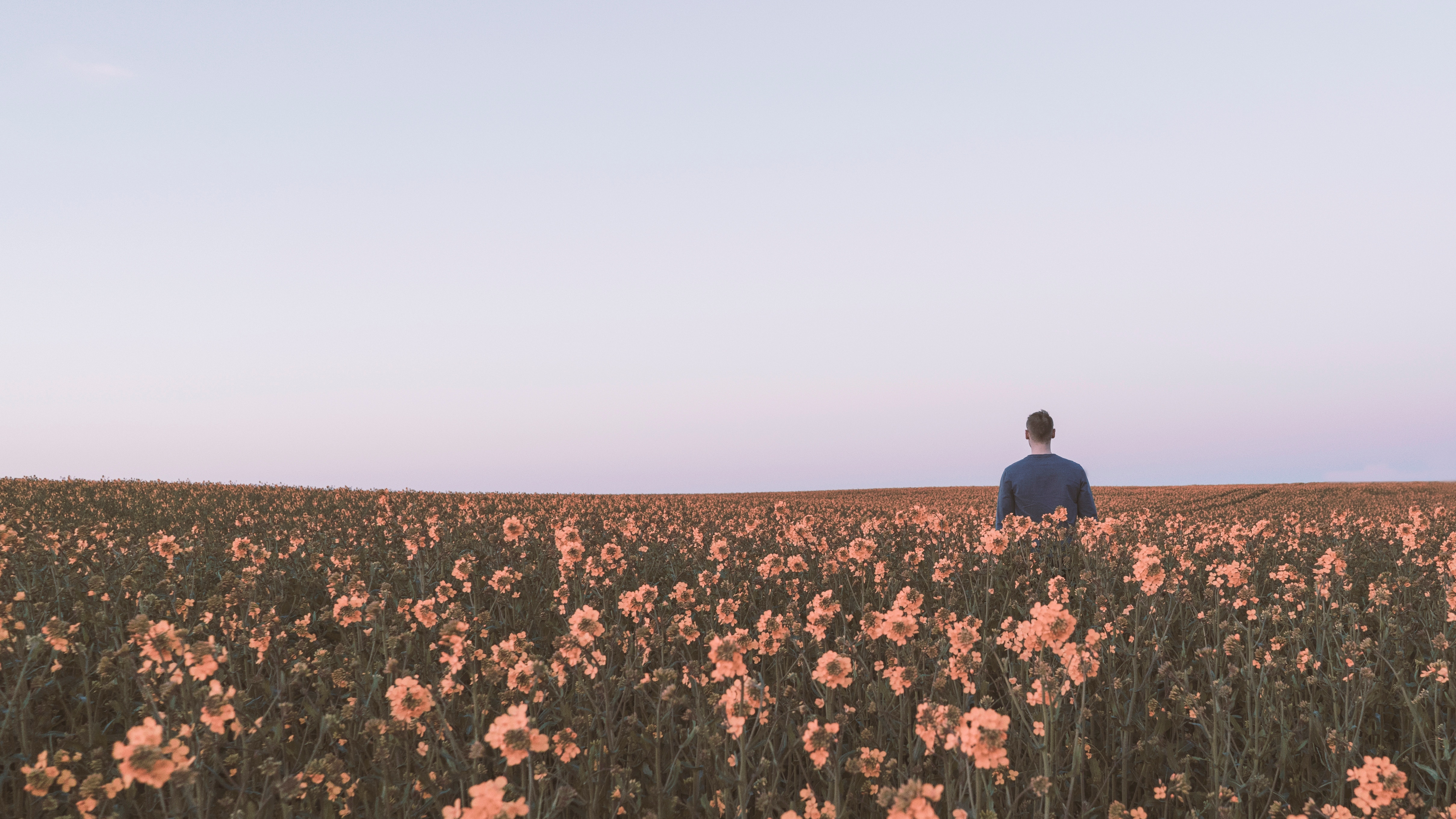 Man in a field of yellow flowers at sunset HD Wallpaper