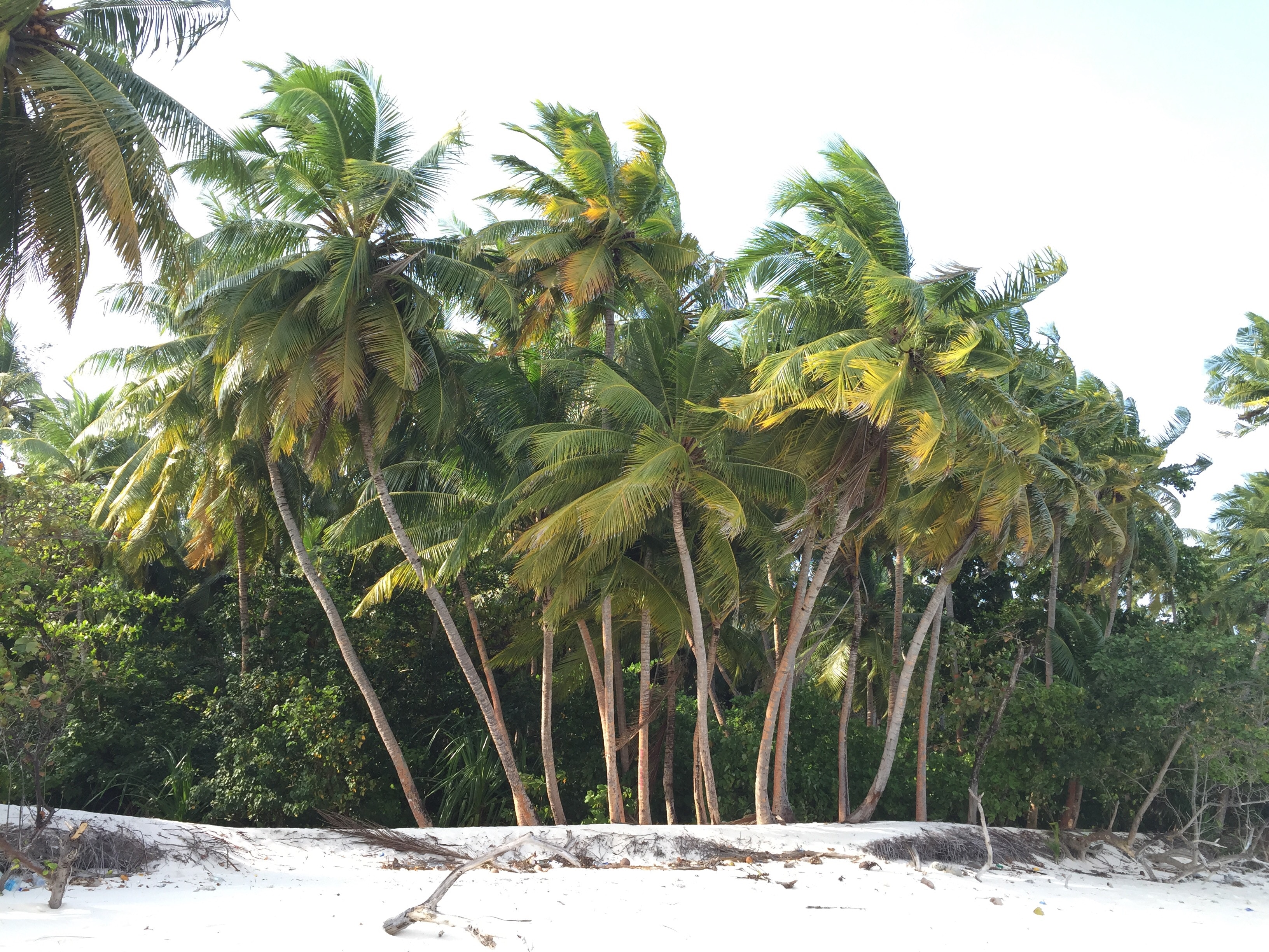 Coconut palm trees on a sandy beach in the Maldives HD Wallpaper